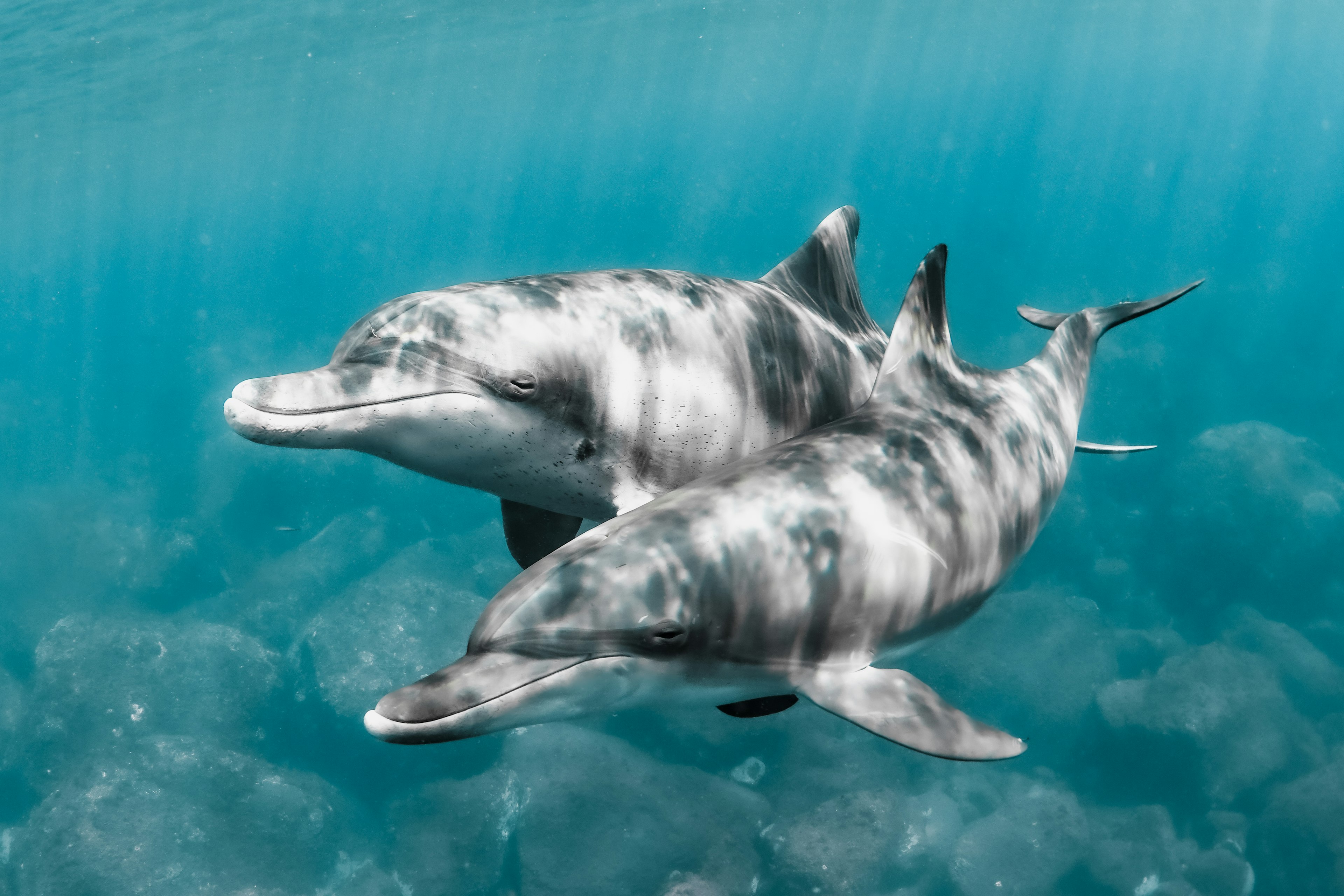 Hermosa imagen de dos delfines jugando bajo el agua