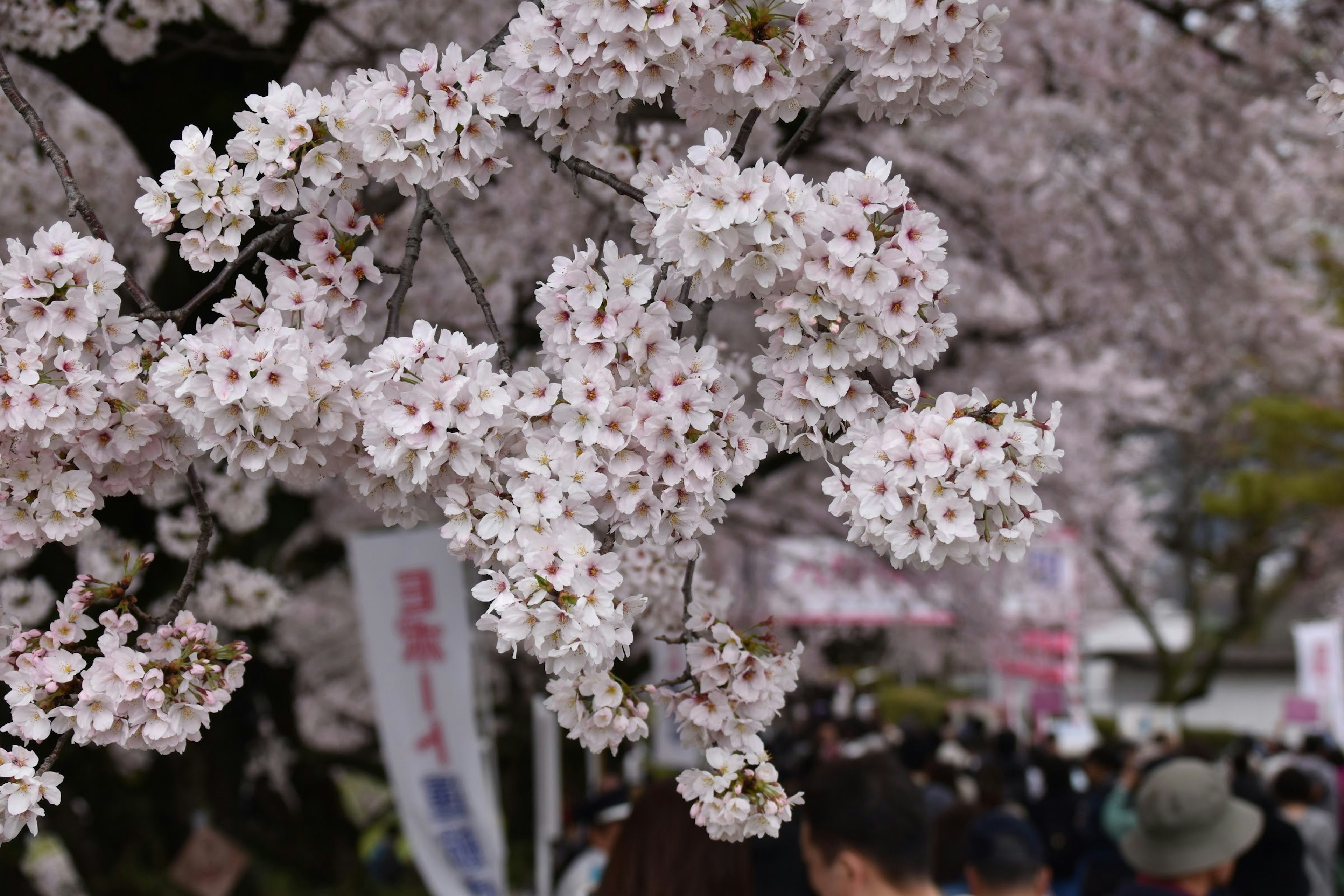 Kirschblüten in voller Blüte mit einer Menschenmenge