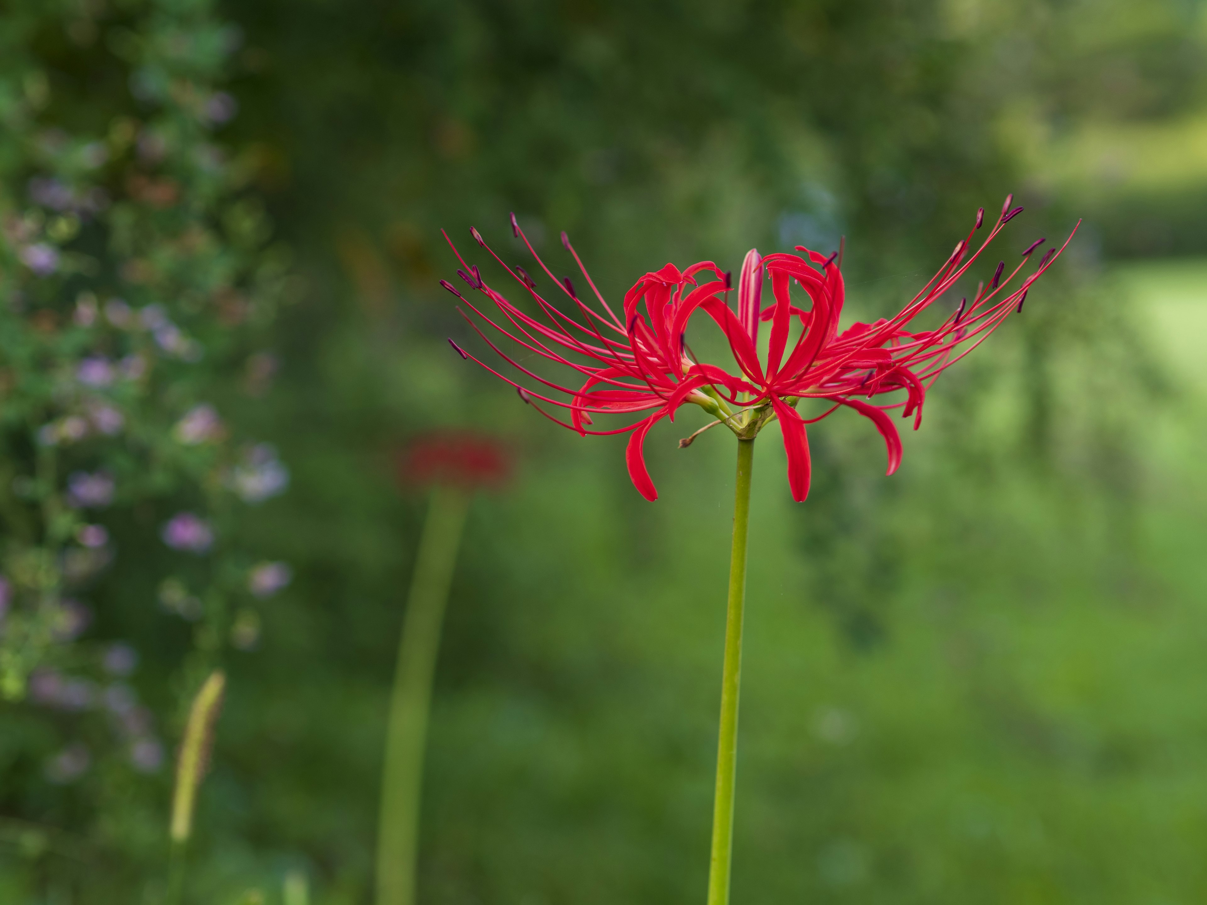 Rote Spinnenblume vor grünem Hintergrund