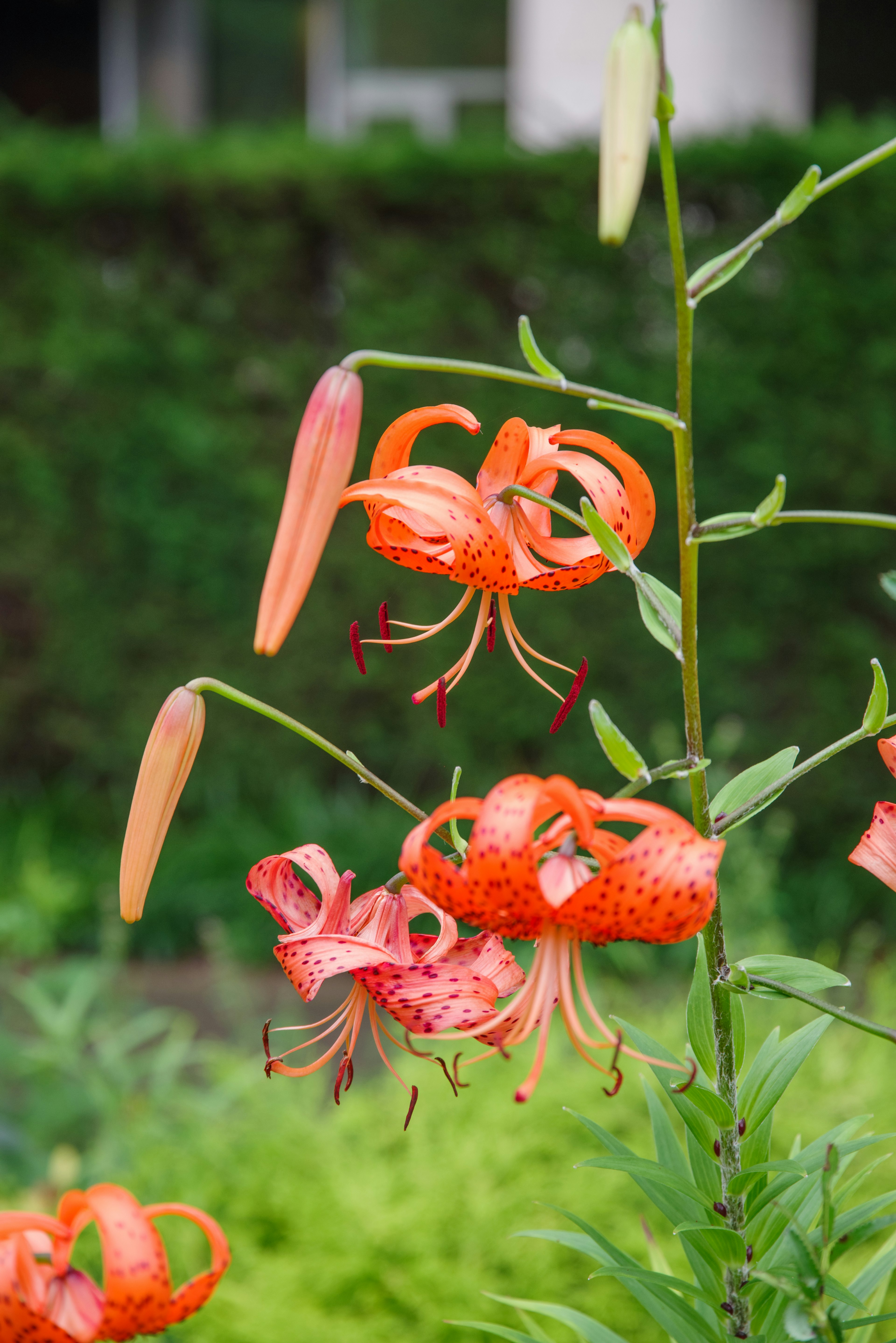 Lebendige orange Lilien in voller Blüte mit grünem Laub