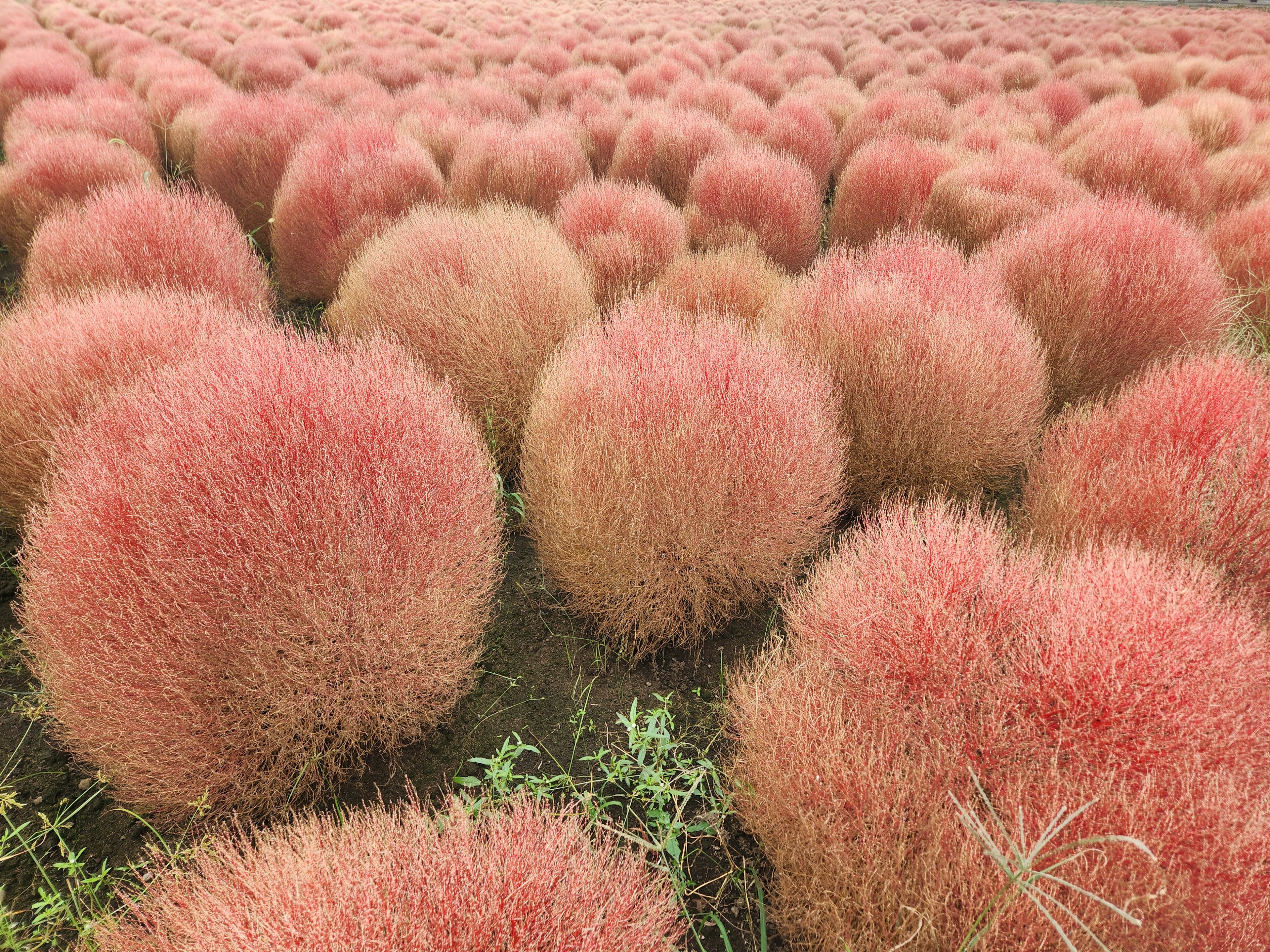 赤い丸い草が広がる風景