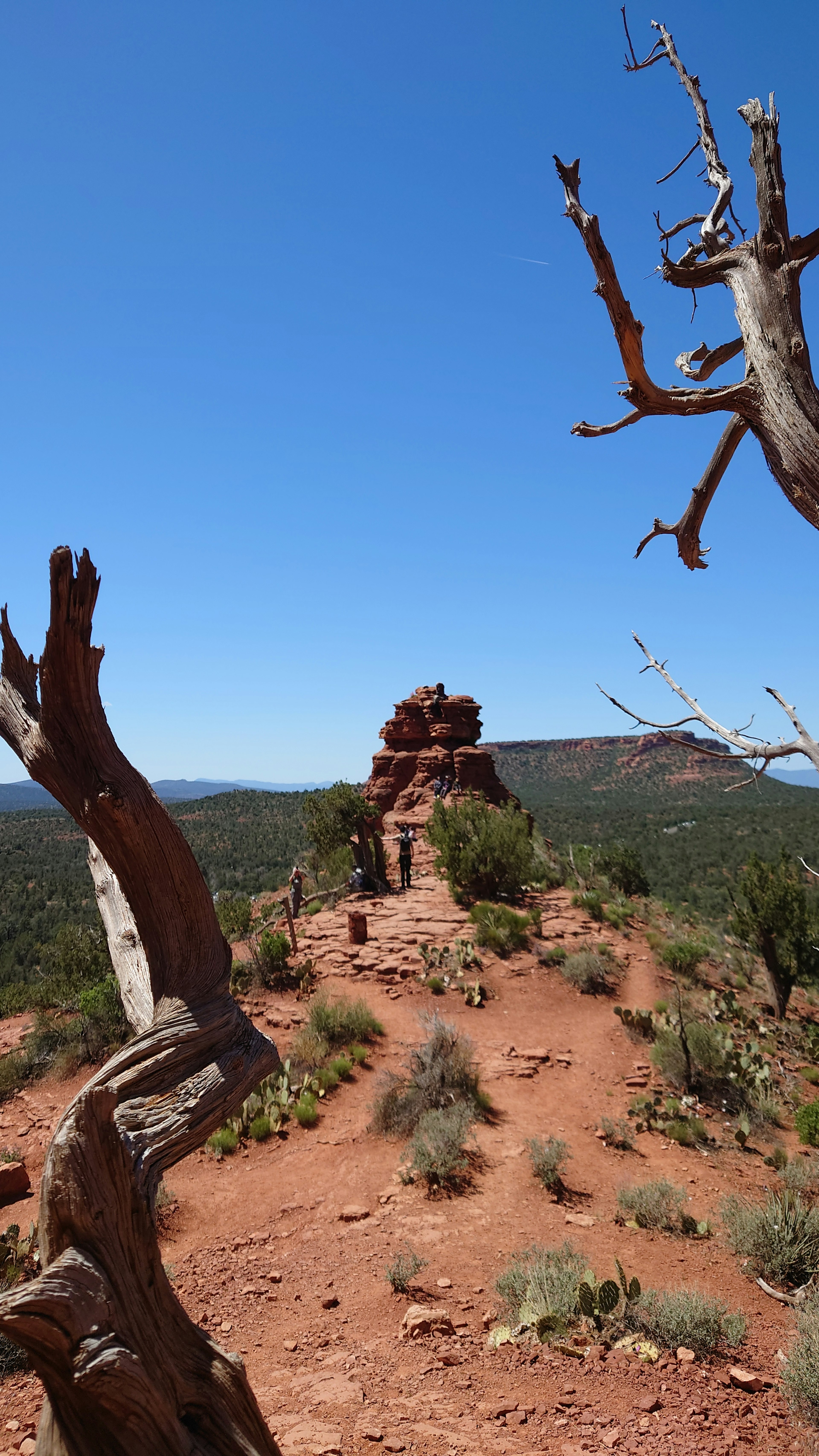 Landschaft mit roten Felsen und klarem blauen Himmel mit Baumästen