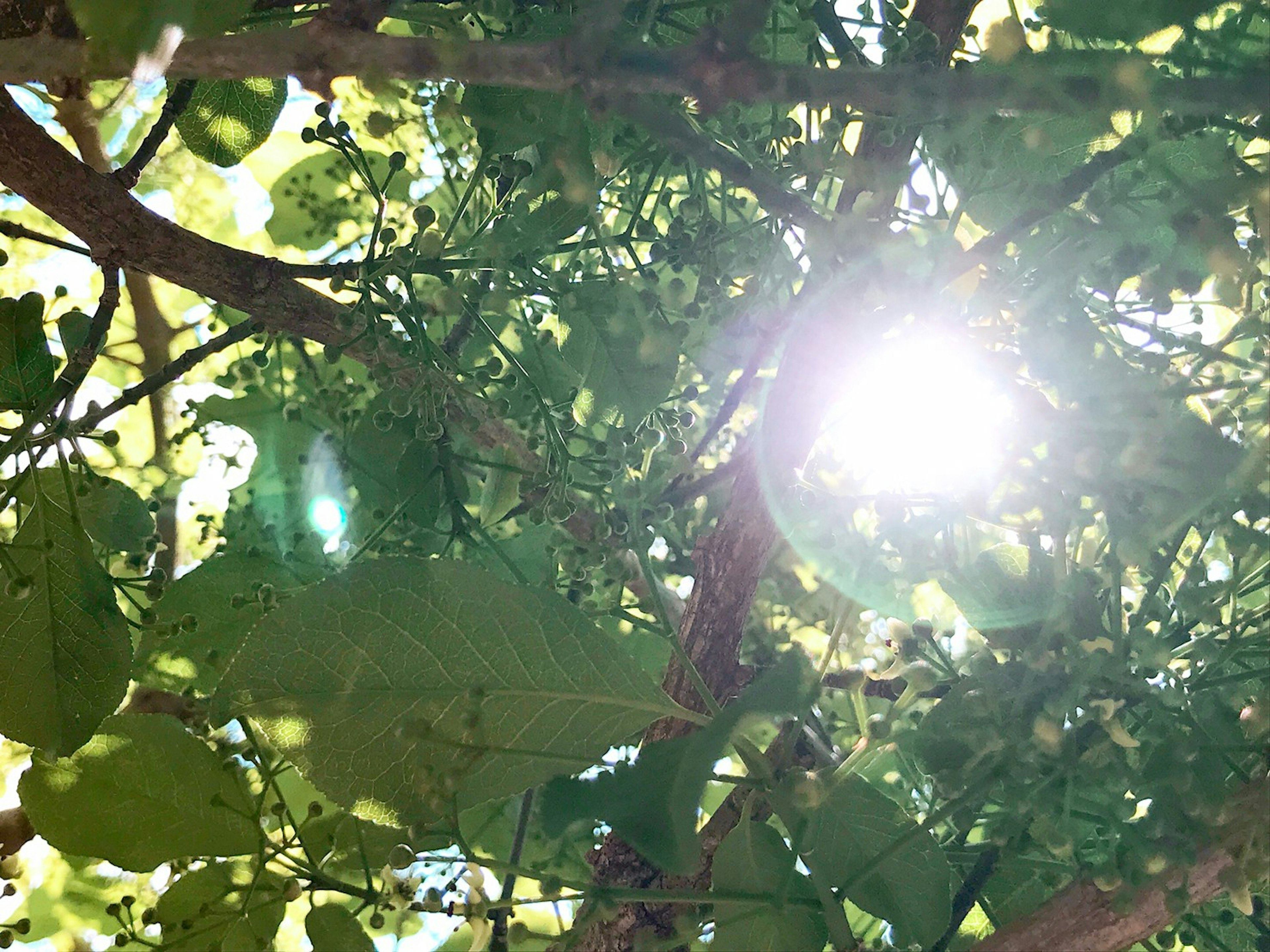 Sonnenlicht, das durch grüne Blätter und Äste fällt