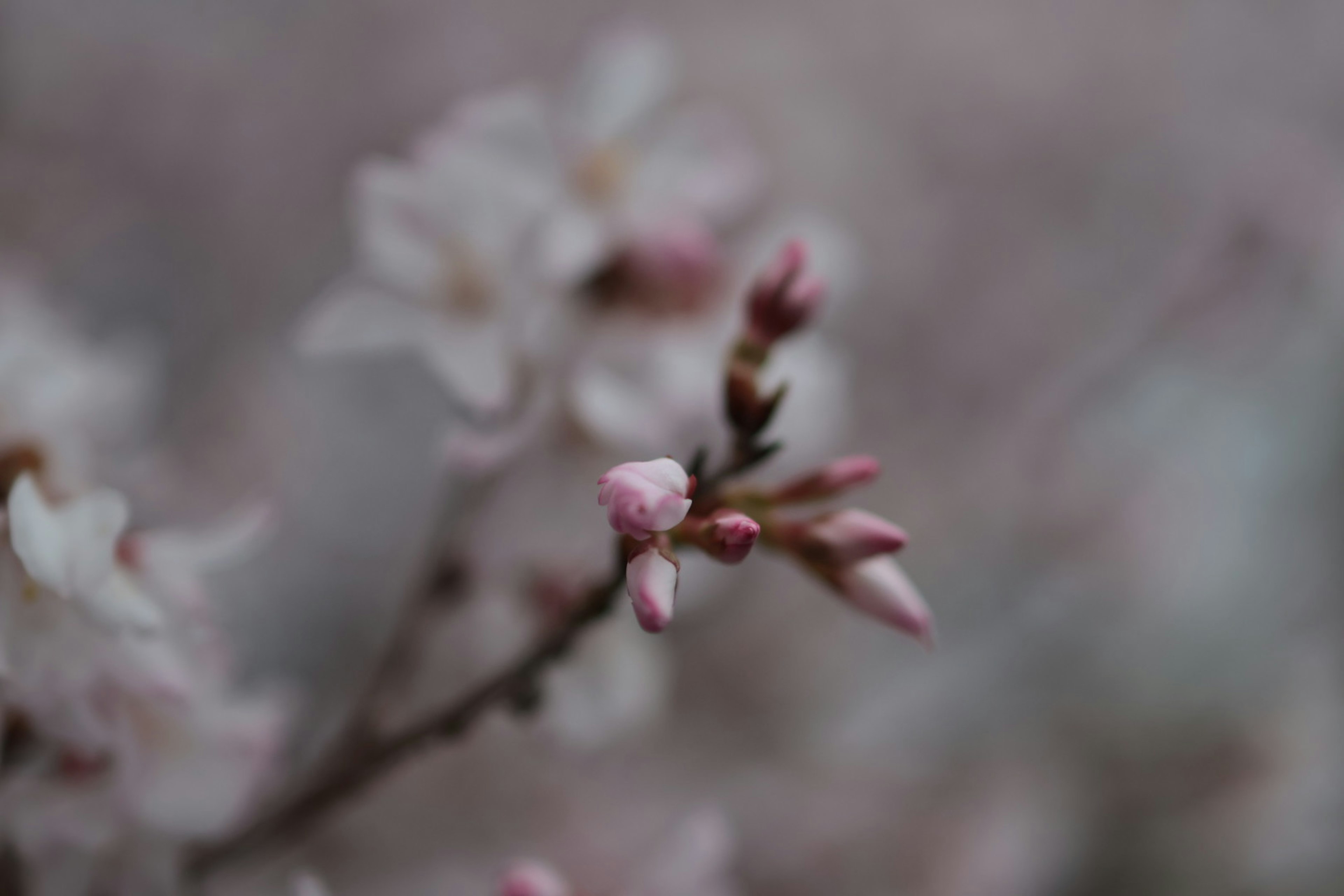 Primo piano di un ramo di ciliegio con fiori e boccioli rosa pallido