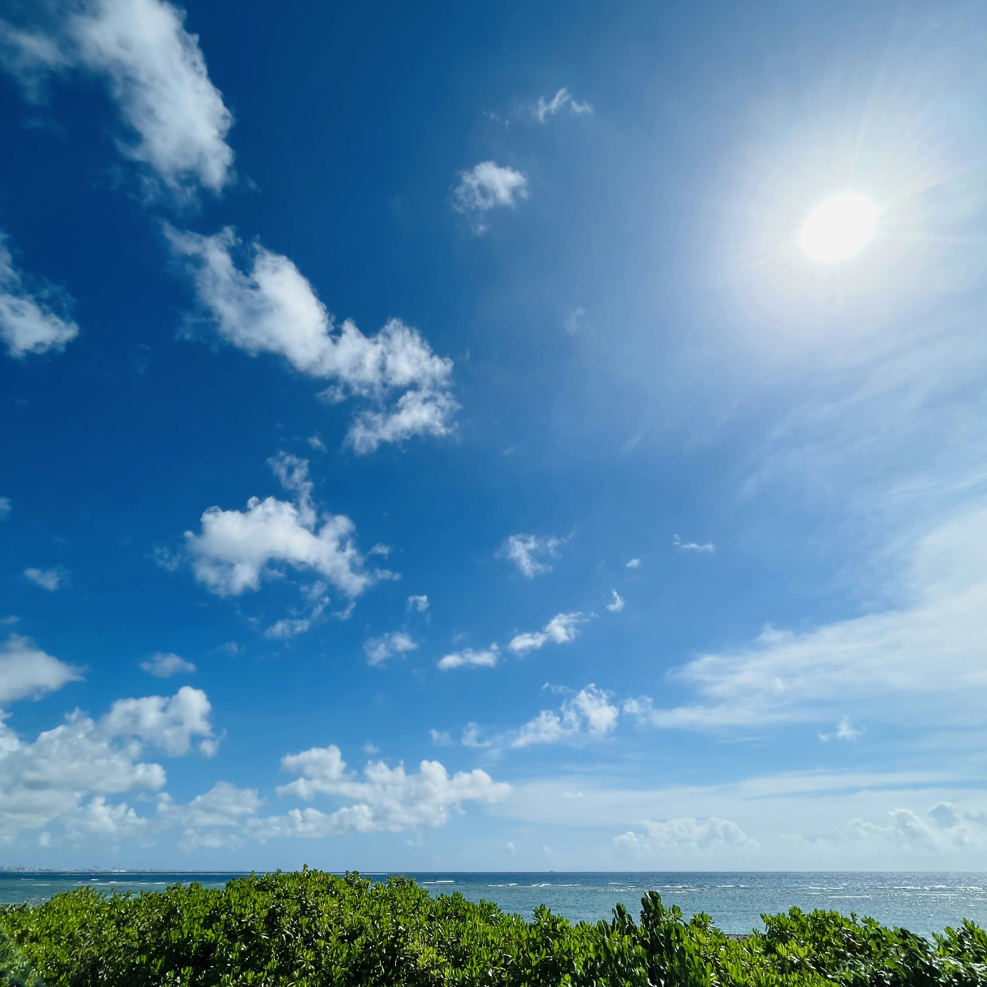 青空と白い雲が広がる海の景色 緑の植物が手前に見える