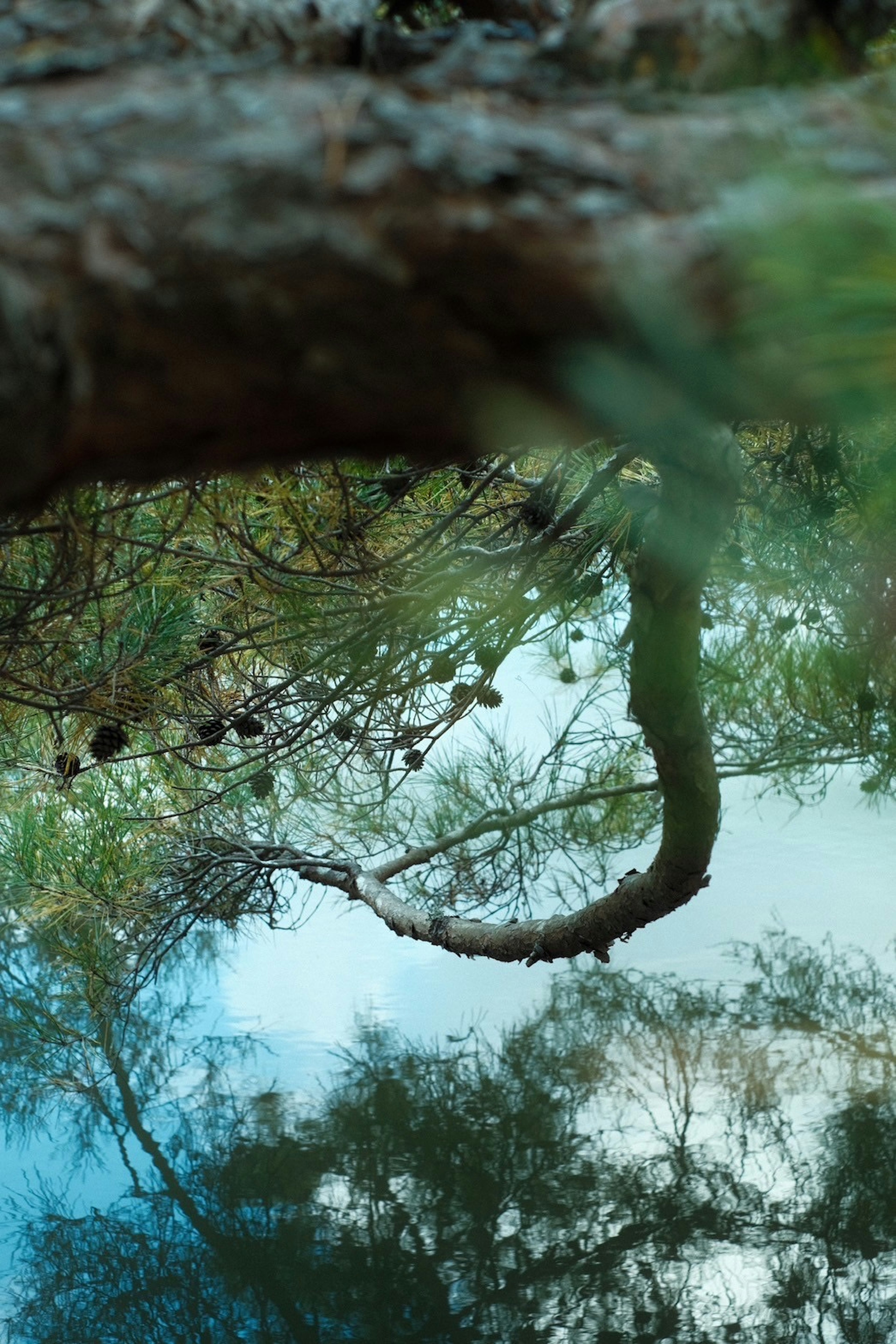 Reflet des branches et des feuilles d'arbre à la surface de l'eau créant une scène naturelle sereine