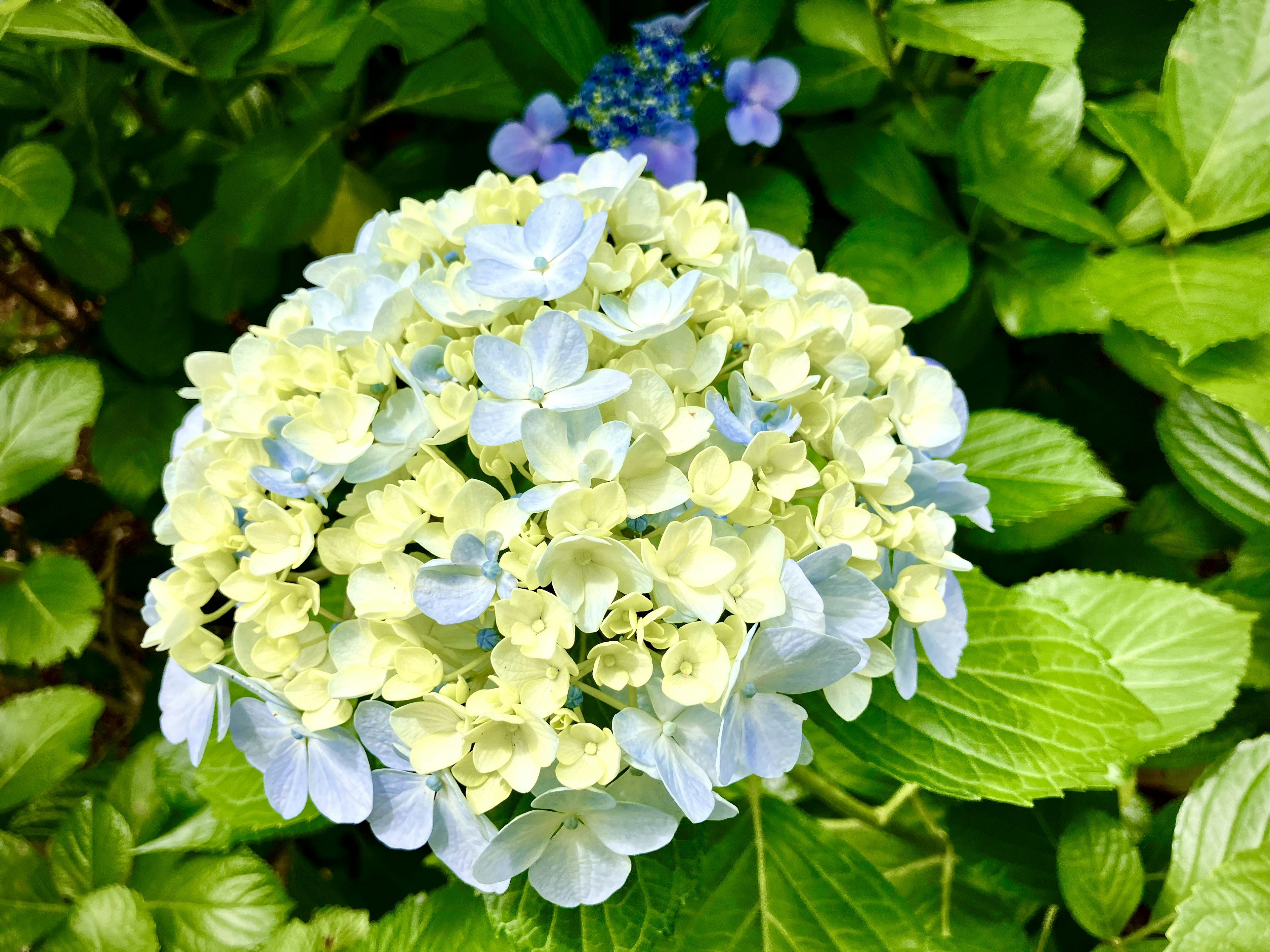 青と黄色のアジサイの花が緑の葉の間から見える