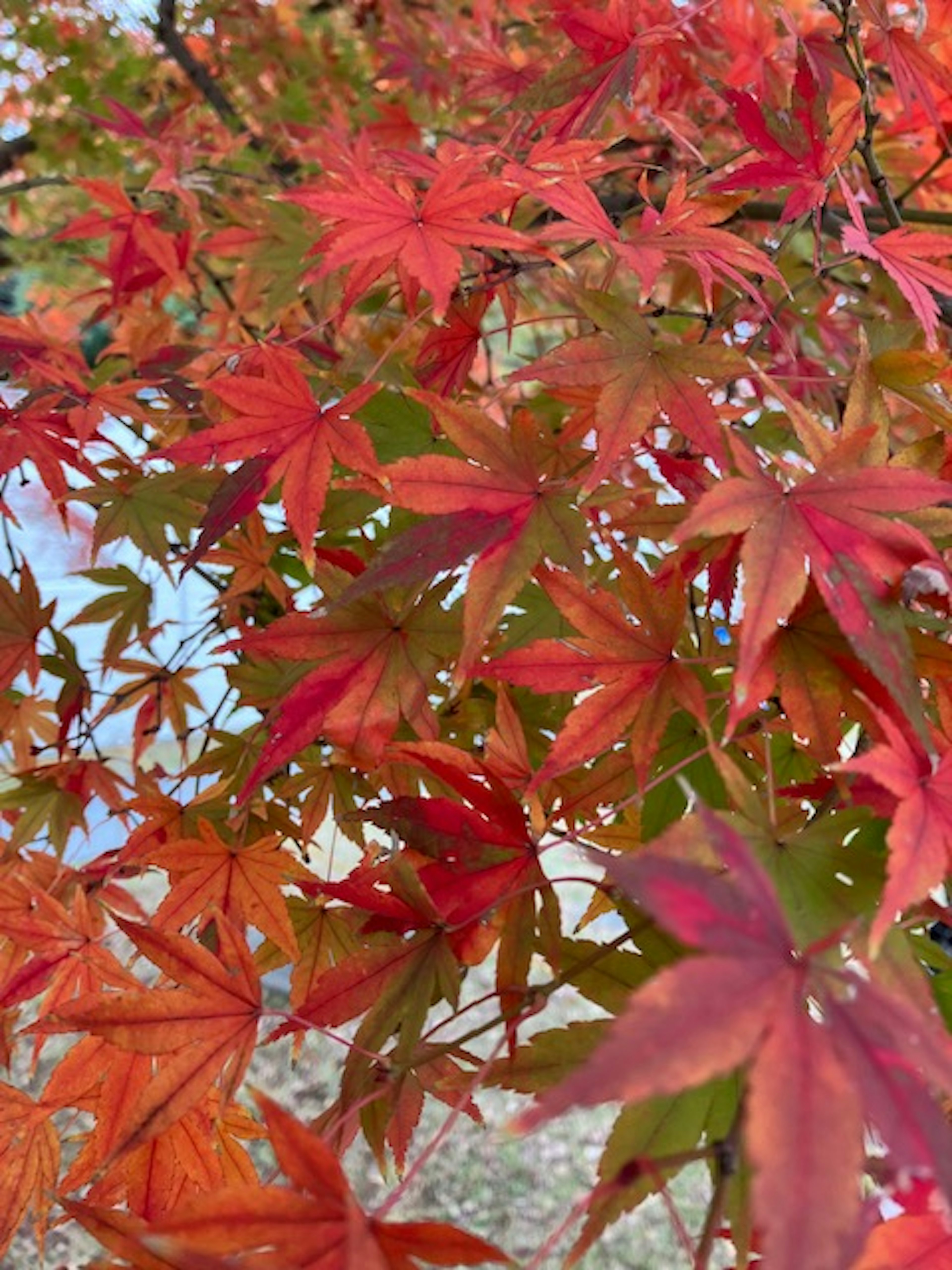 Vibrant red maple leaves densely clustered