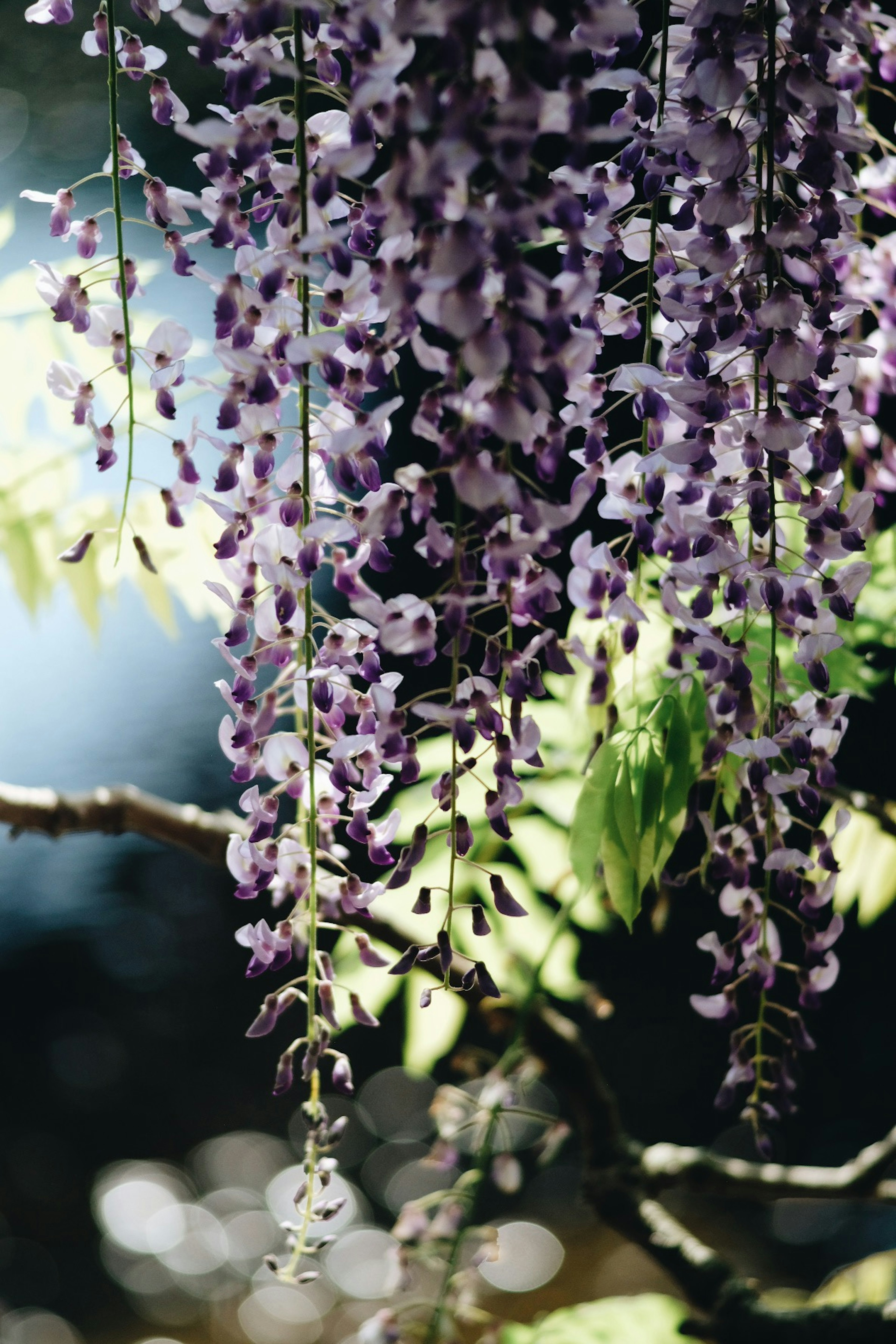 Purple wisteria flowers hanging from branches with green leaves and a blurred light background