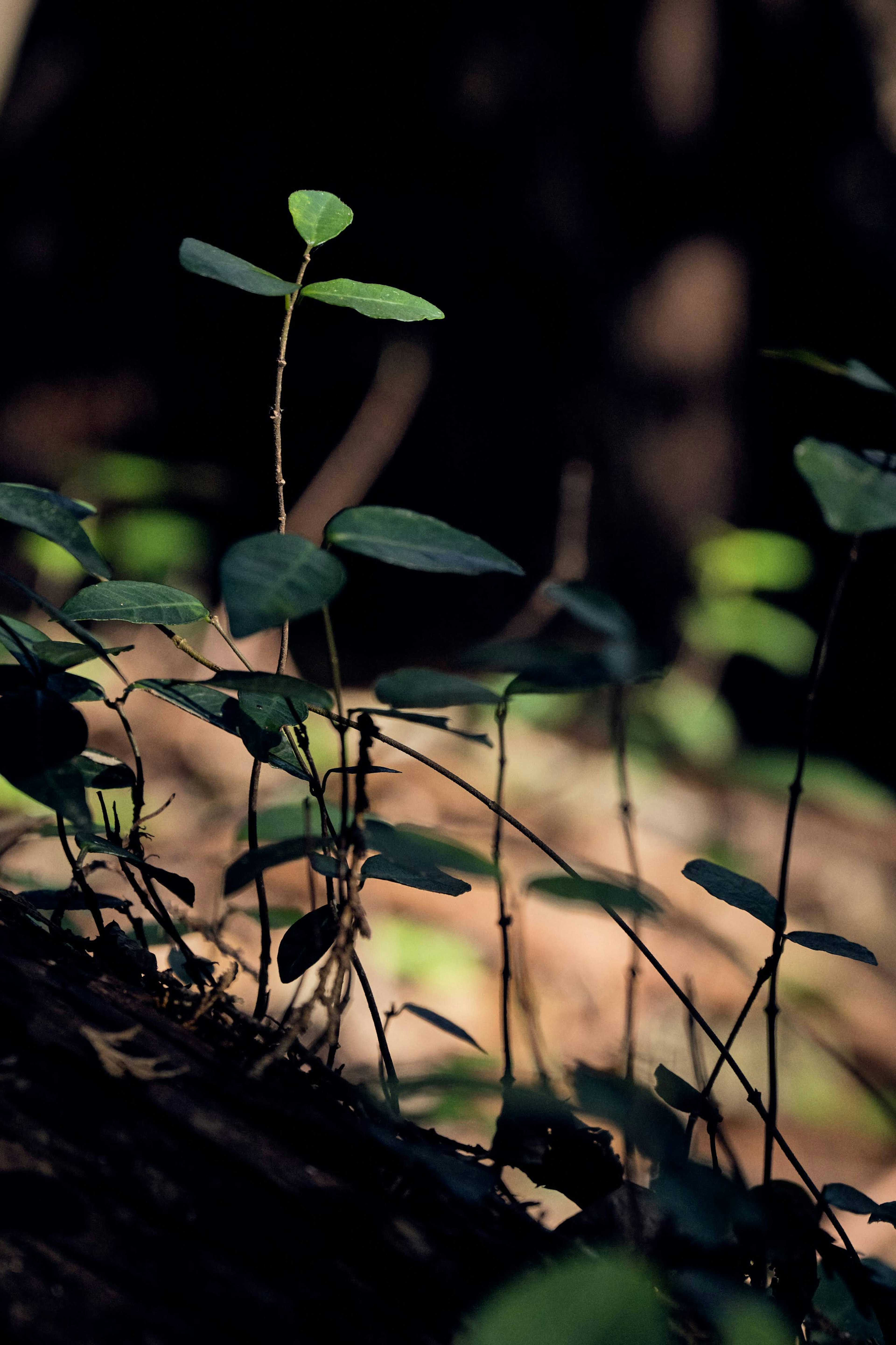 暗い森の中に生える小さな緑の植物と葉