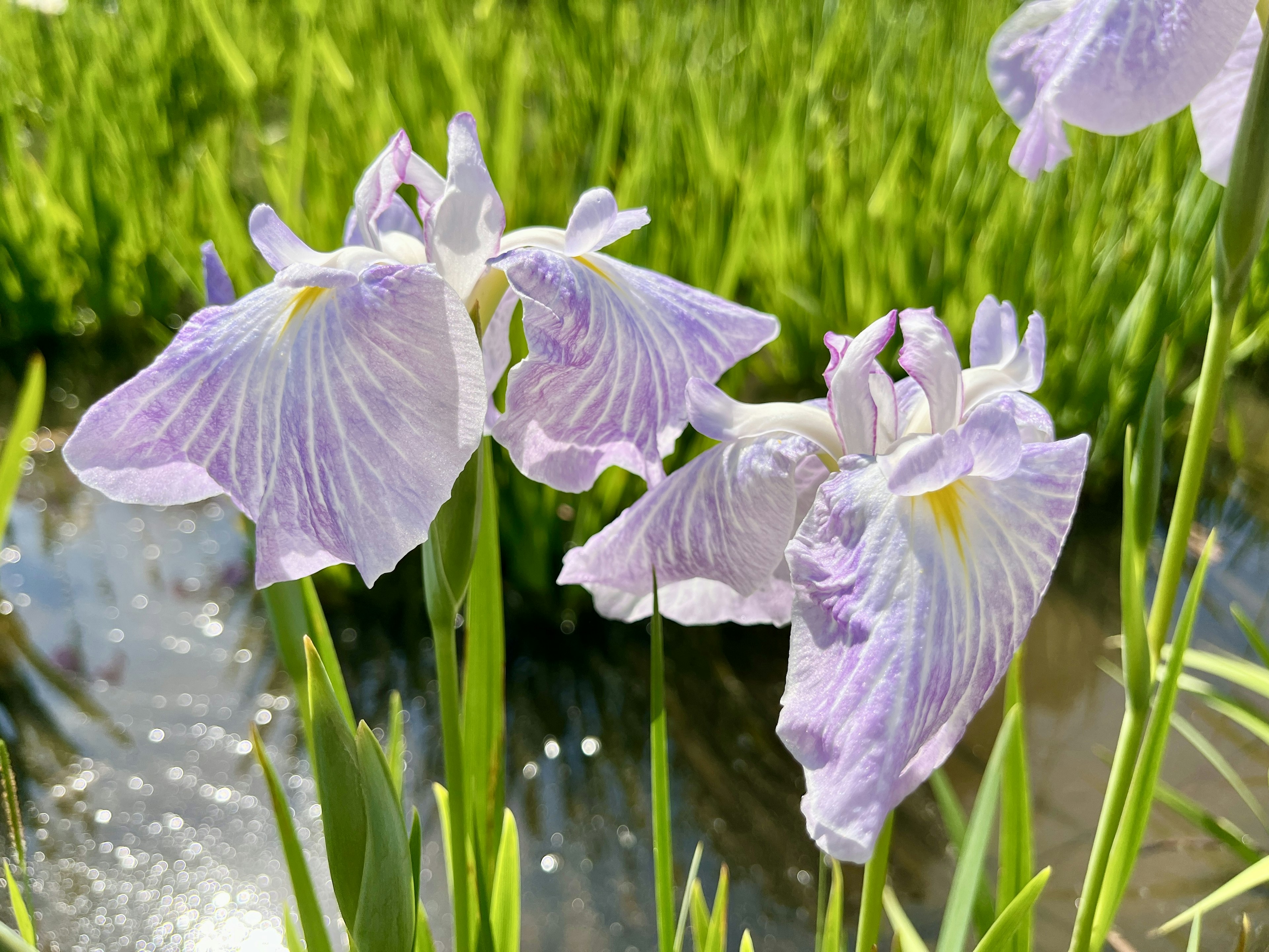 ดอกไอริสสีม่วงบานอยู่ข้างน้ำพร้อมใบสีเขียว