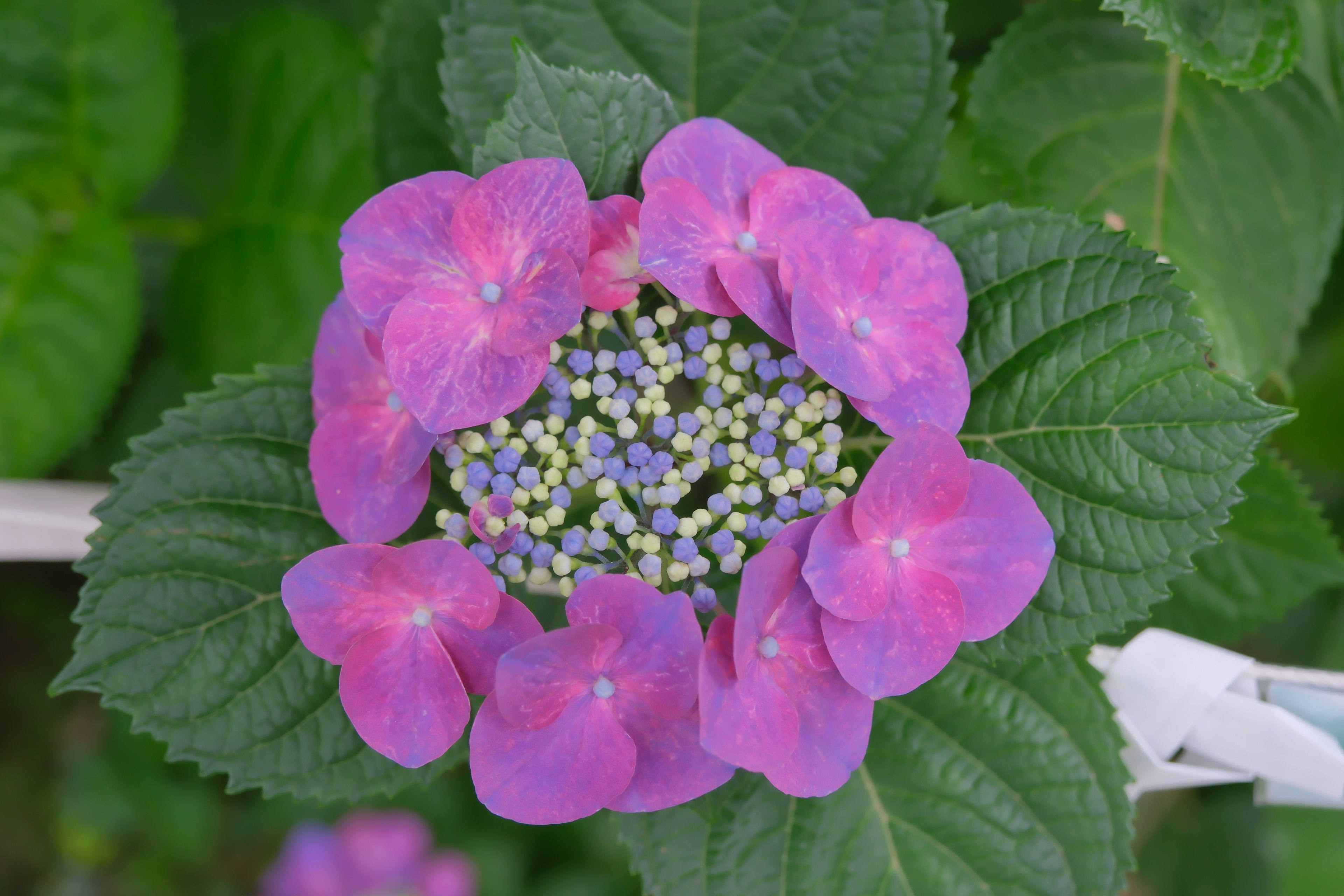 青と紫の花びらに囲まれた白い中心のアジサイの花