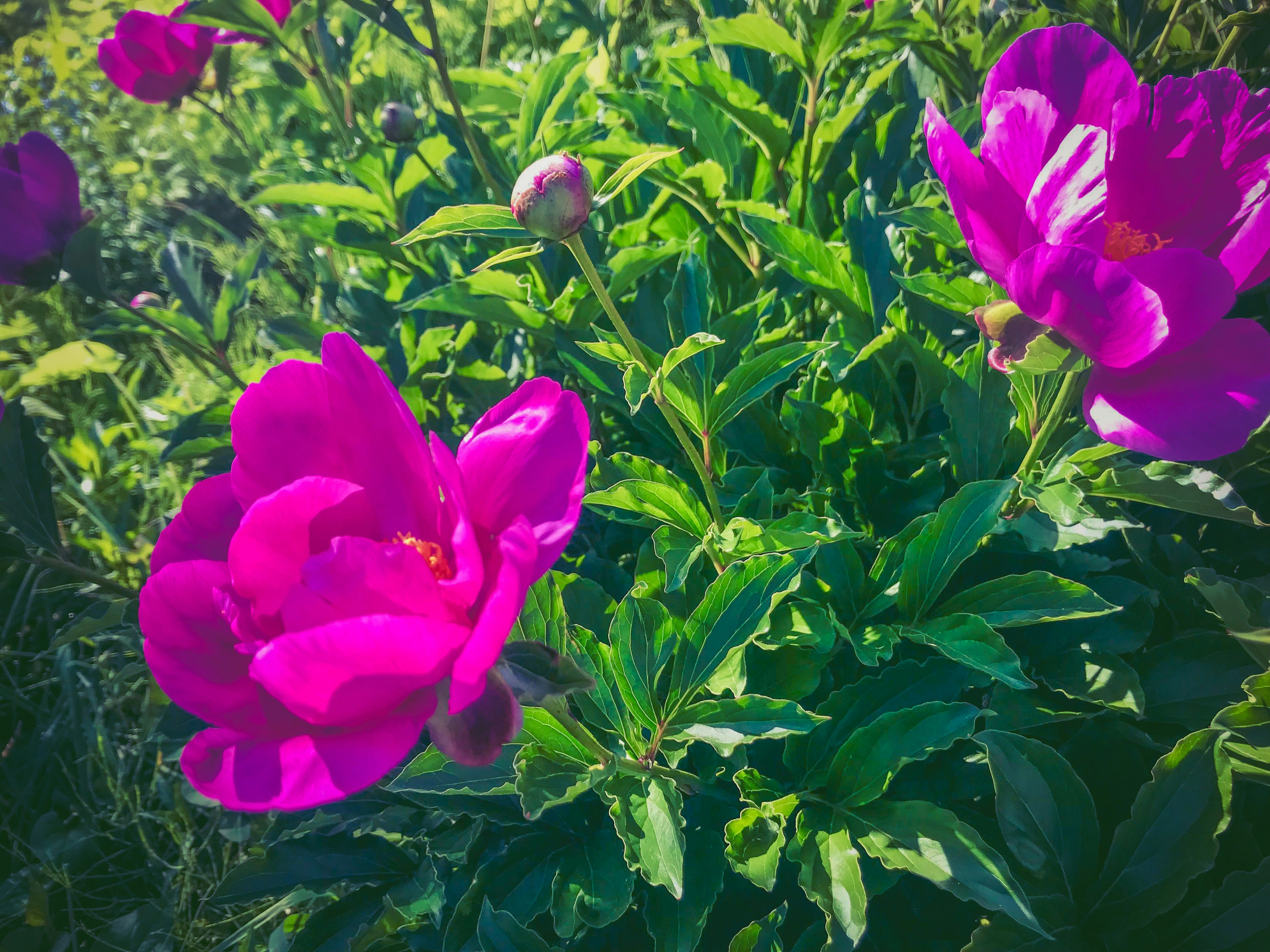 Leuchtend pinkfarbene Blumen umgeben von grünen Blättern