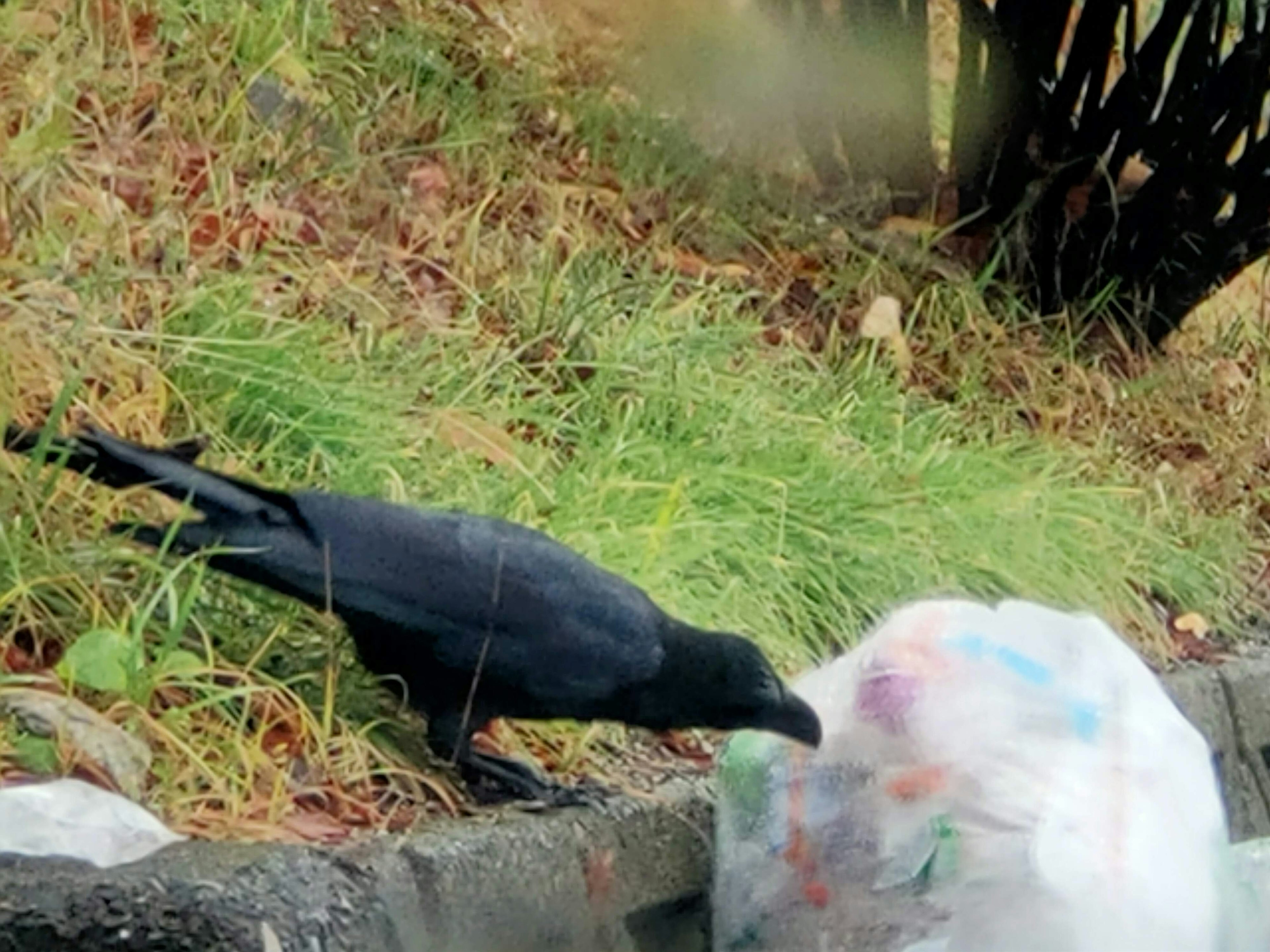 A black crow exploring a trash bag