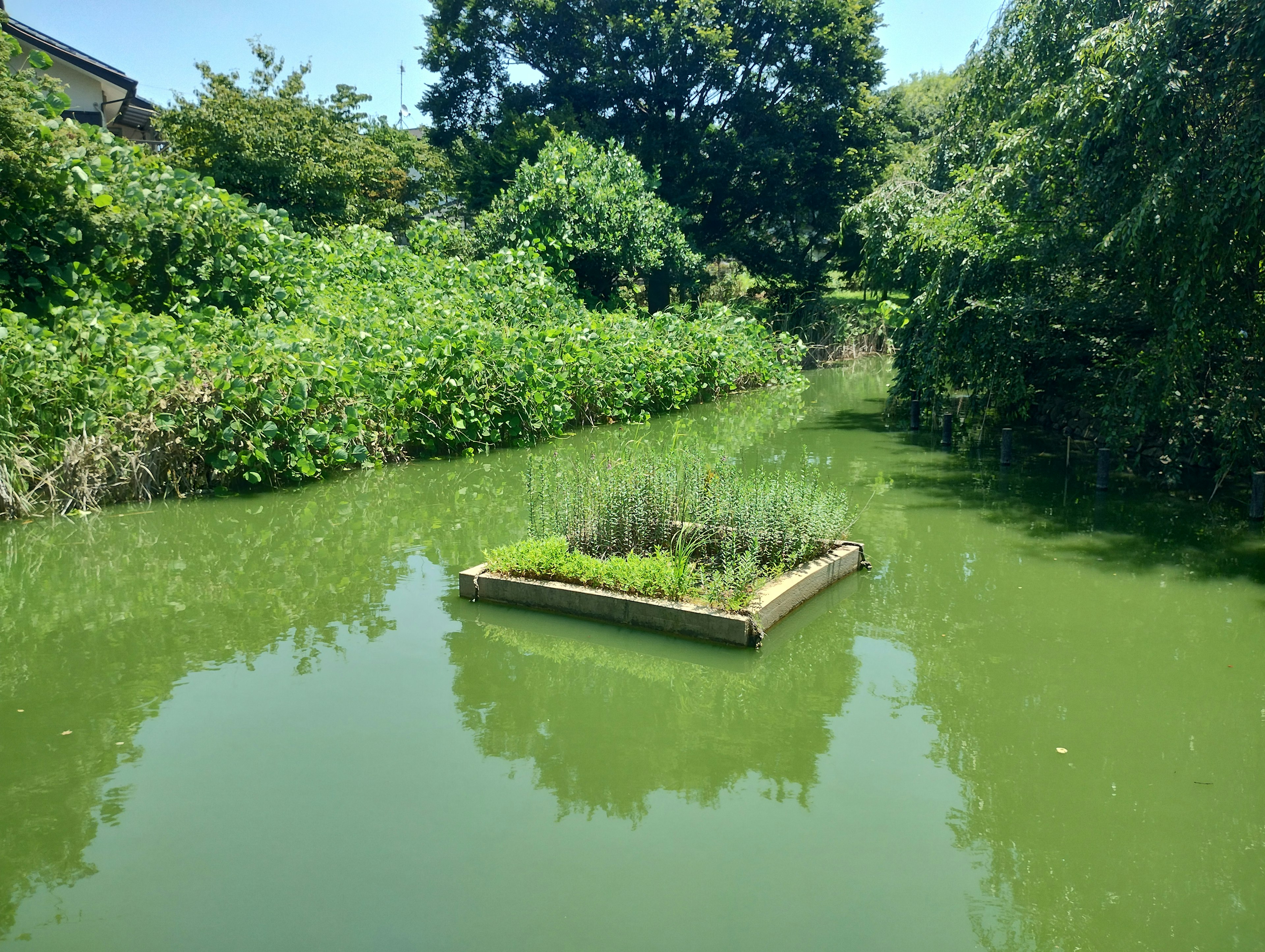 A small island with greenery floating on a green pond surrounded by lush vegetation