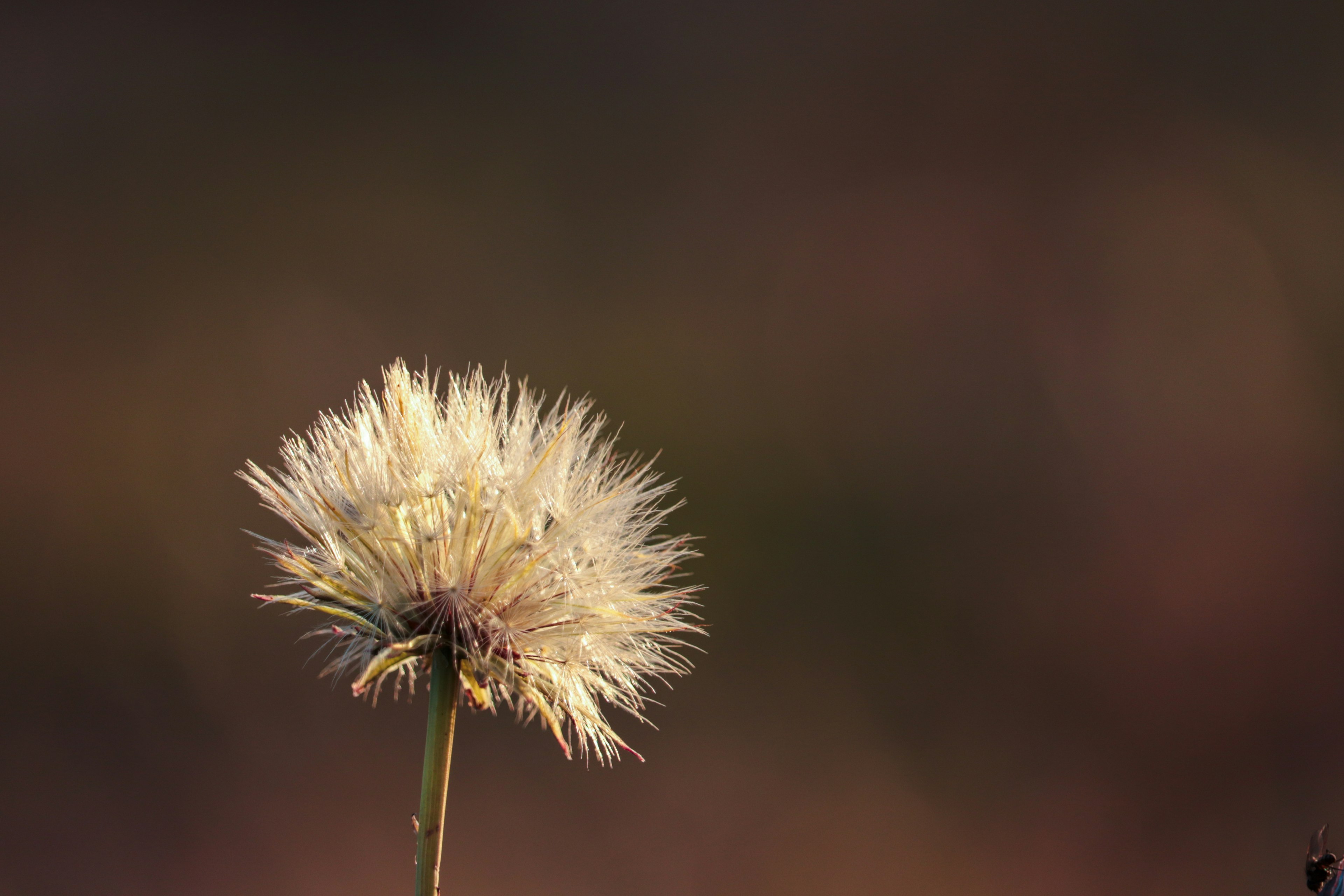 Une fleur blanche duveteuse au sommet d'une tige unique avec un fond flou