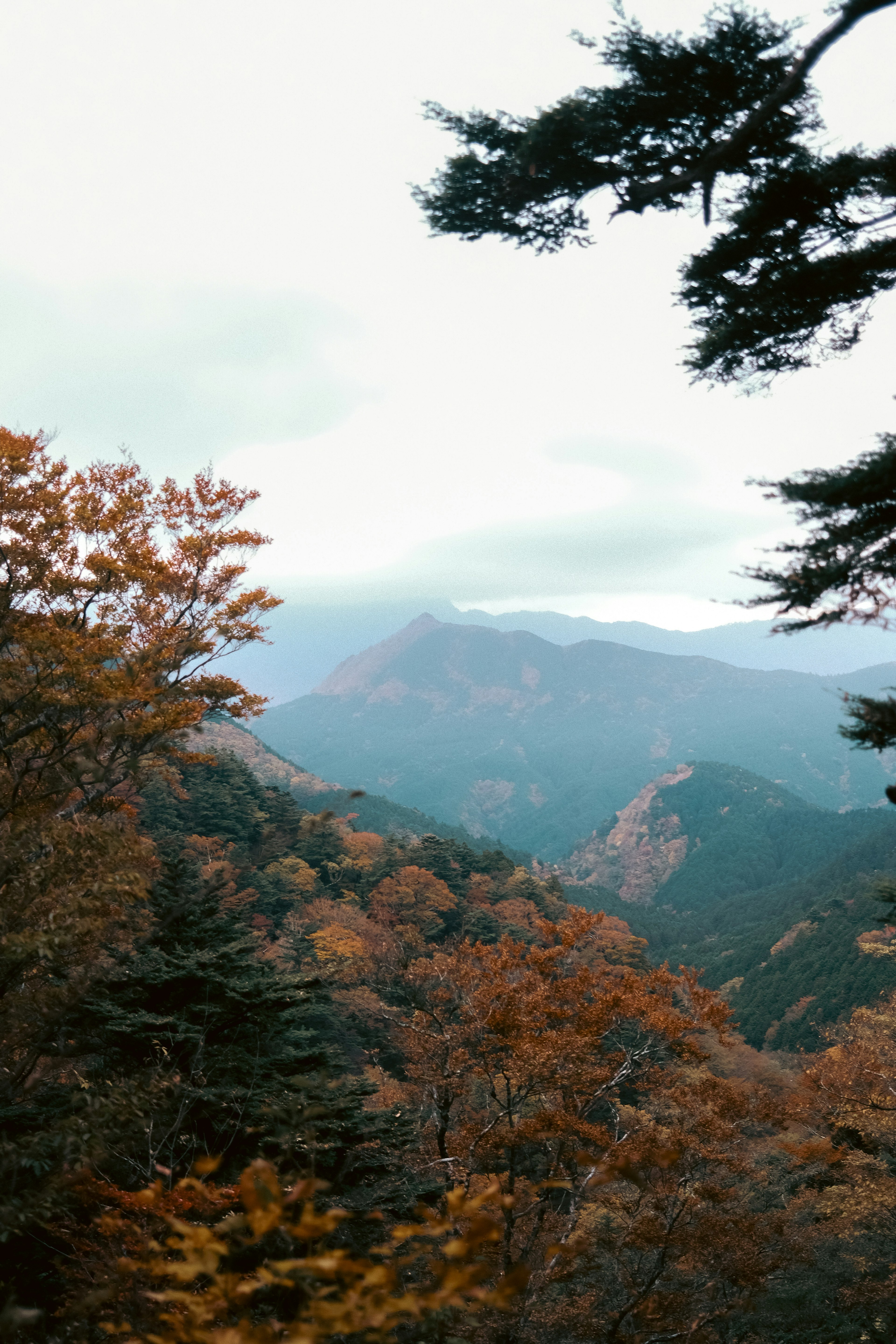 Mountain landscape adorned with autumn colors overcast sky and colorful trees