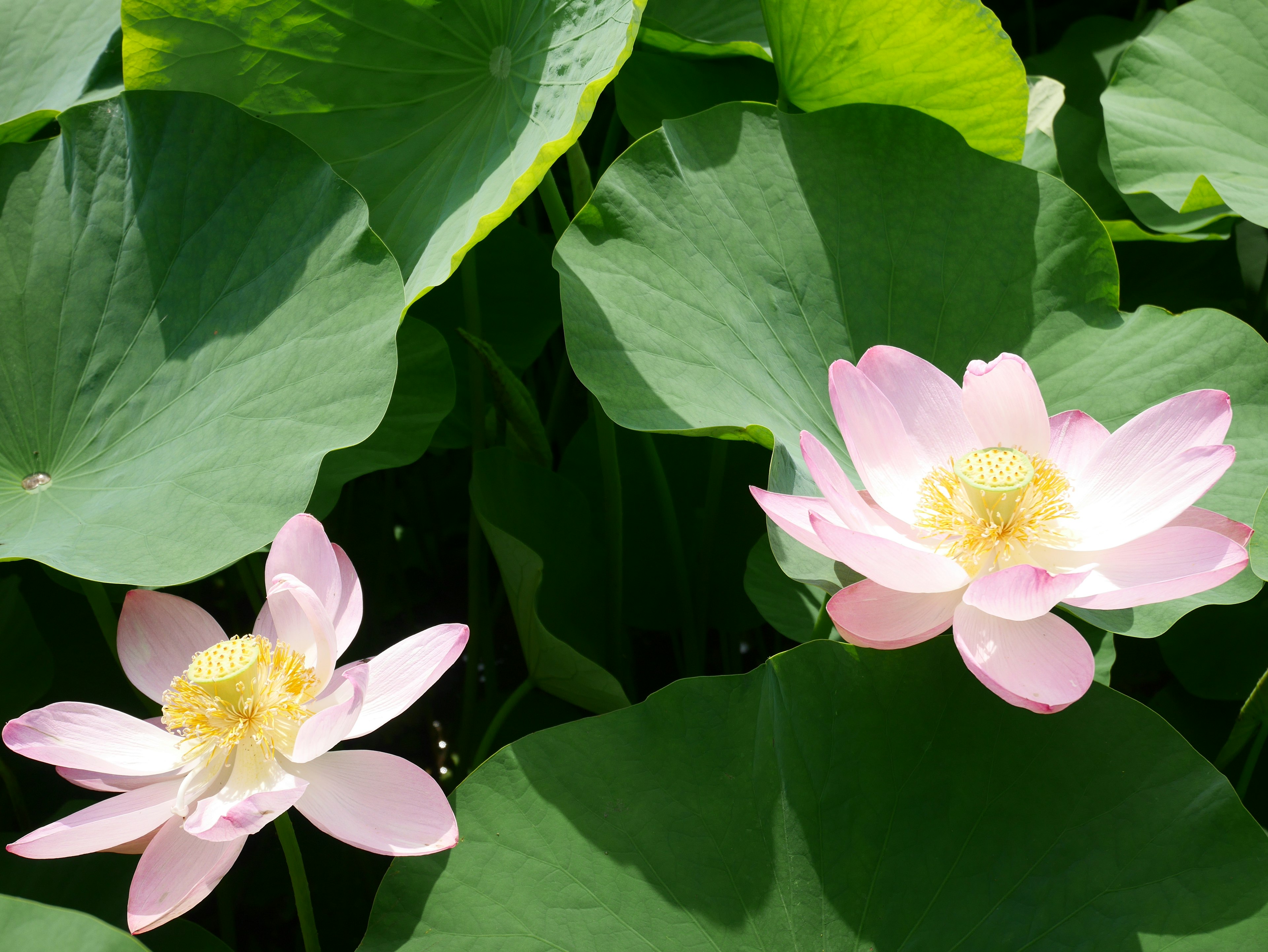 Beautiful water scene featuring pink lotus flowers and large green leaves