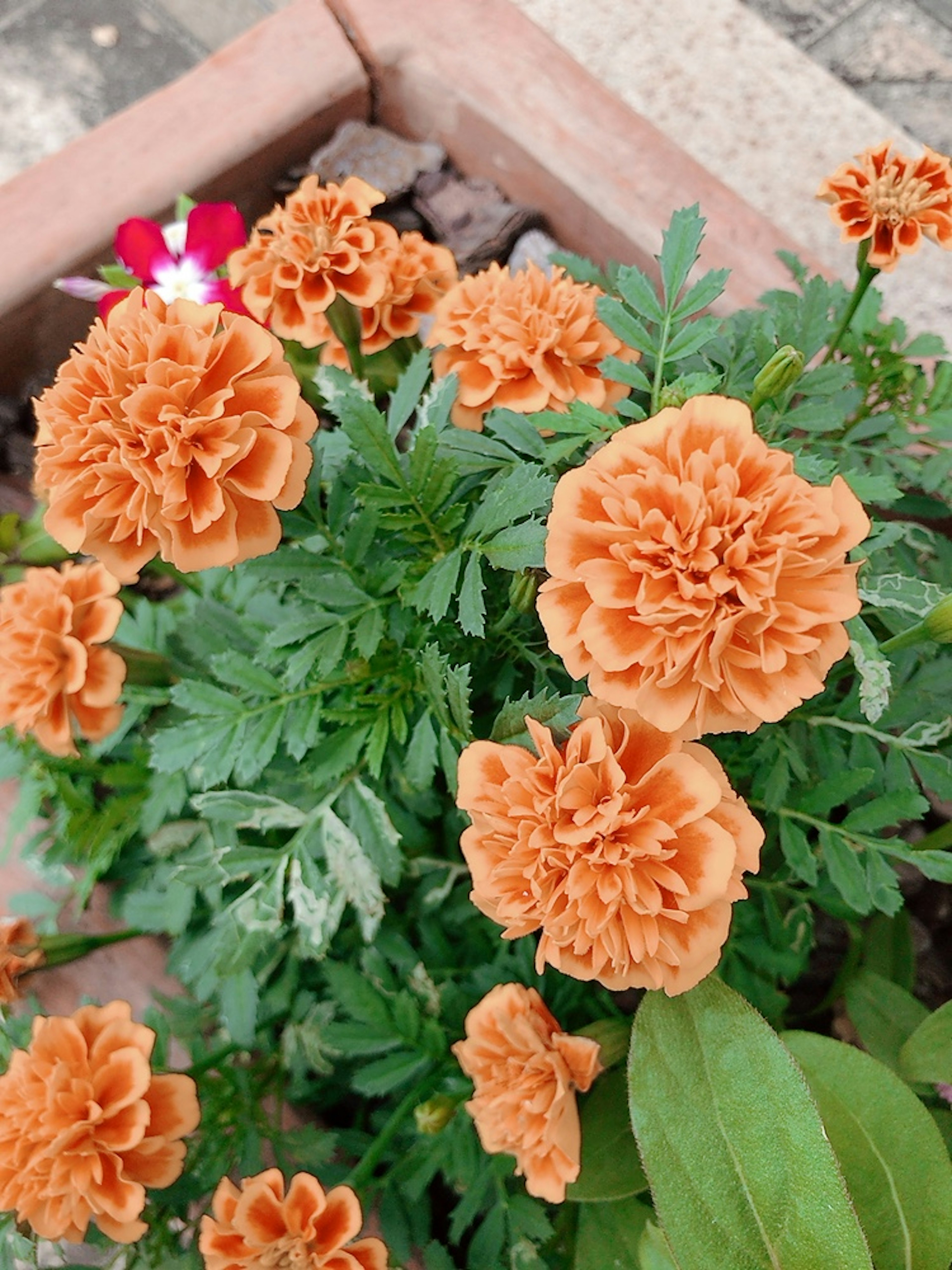 Orange Ringelblumen blühen zwischen grünen Blättern