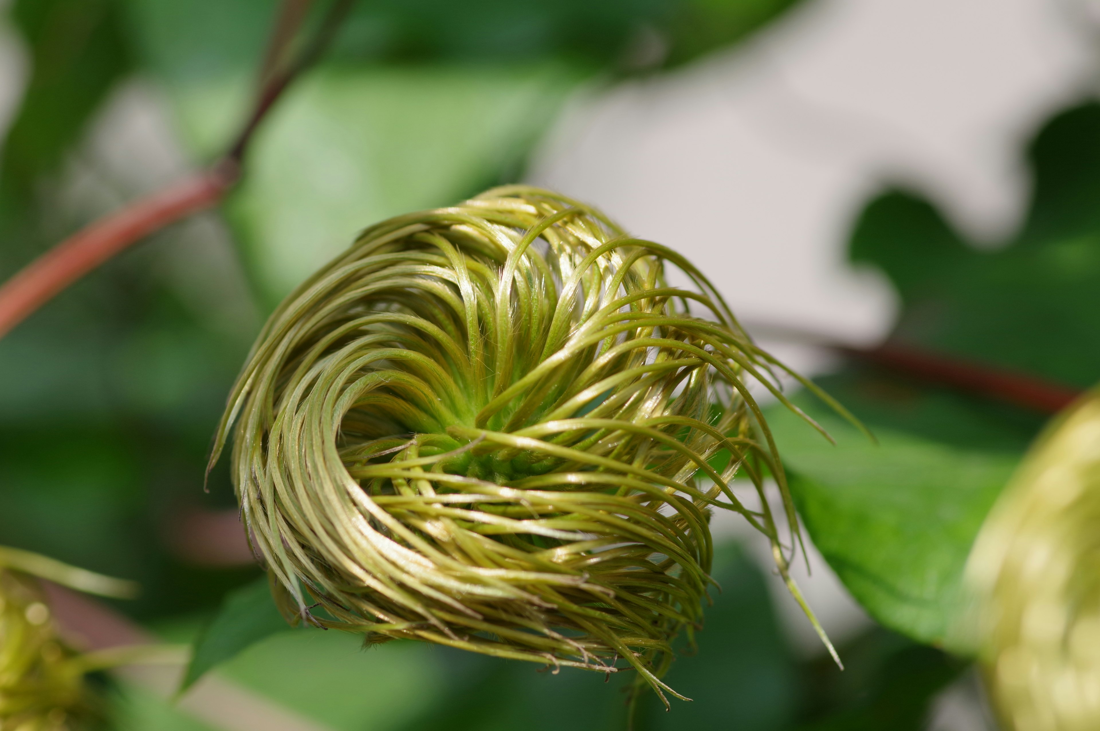 緑色の渦巻き状の植物の蕾が葉と一緒に映る