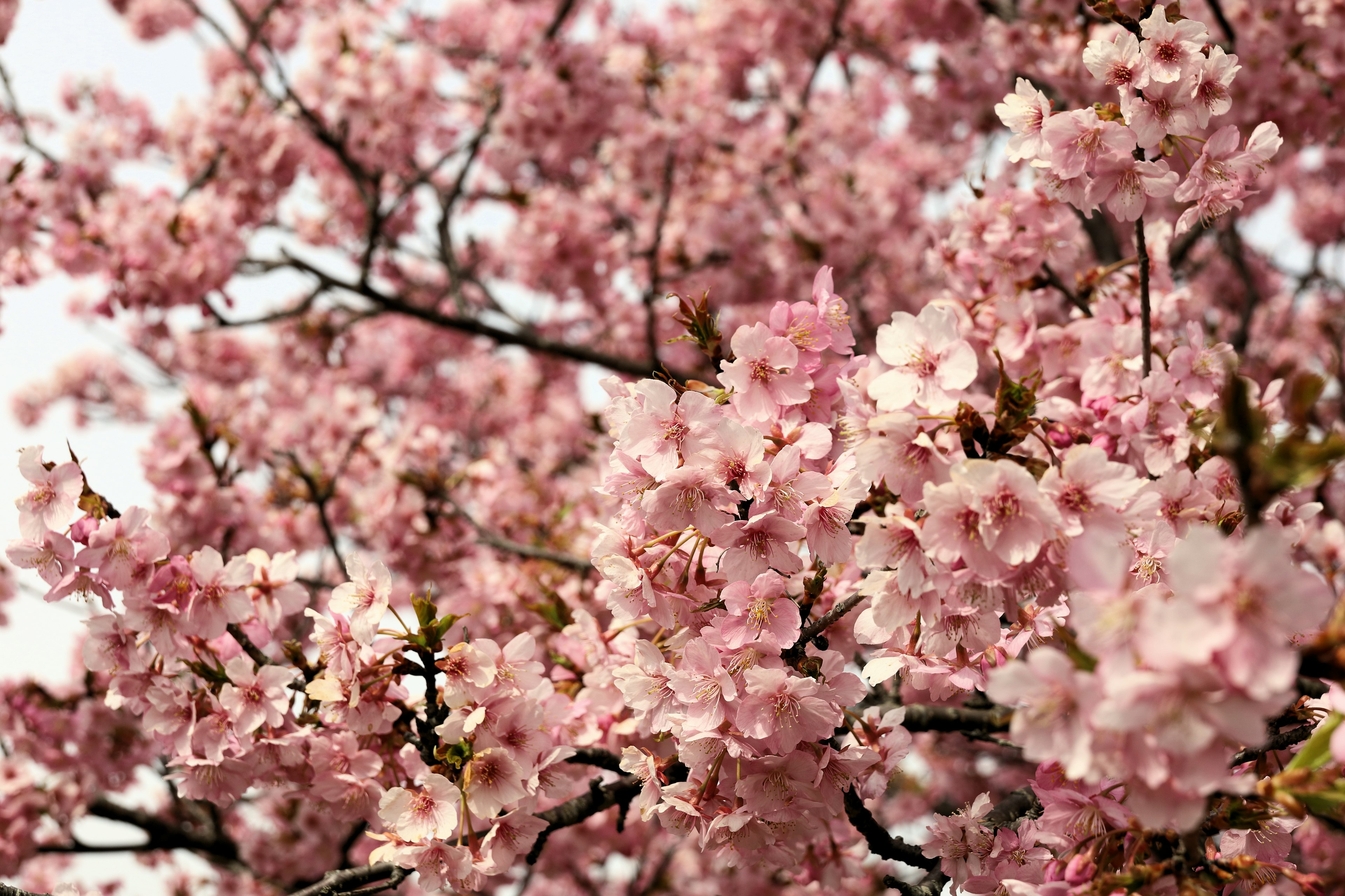 Nahaufnahme von Kirschbaumzweigen in voller Blüte