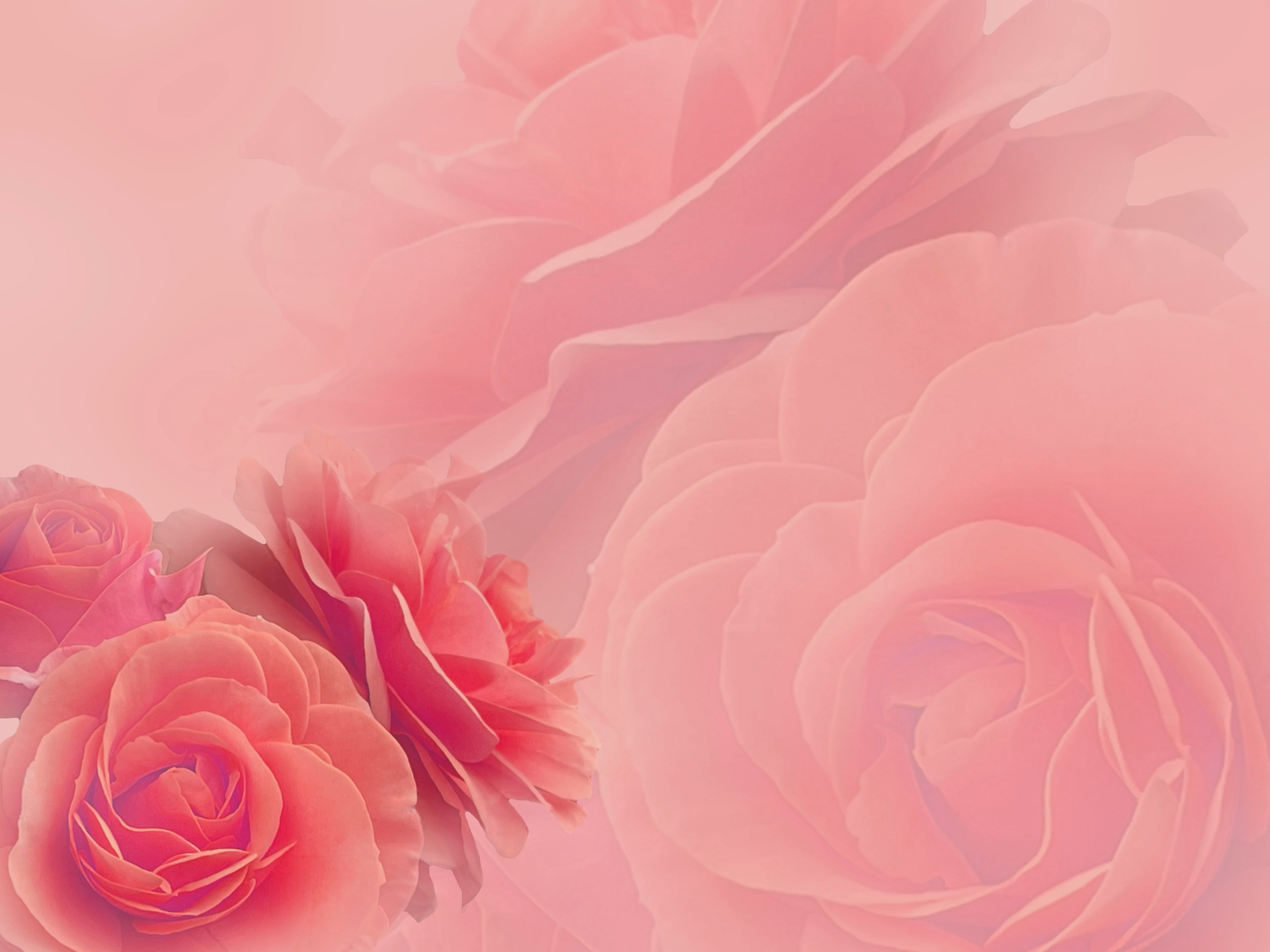 A design of blooming roses on a soft pink background