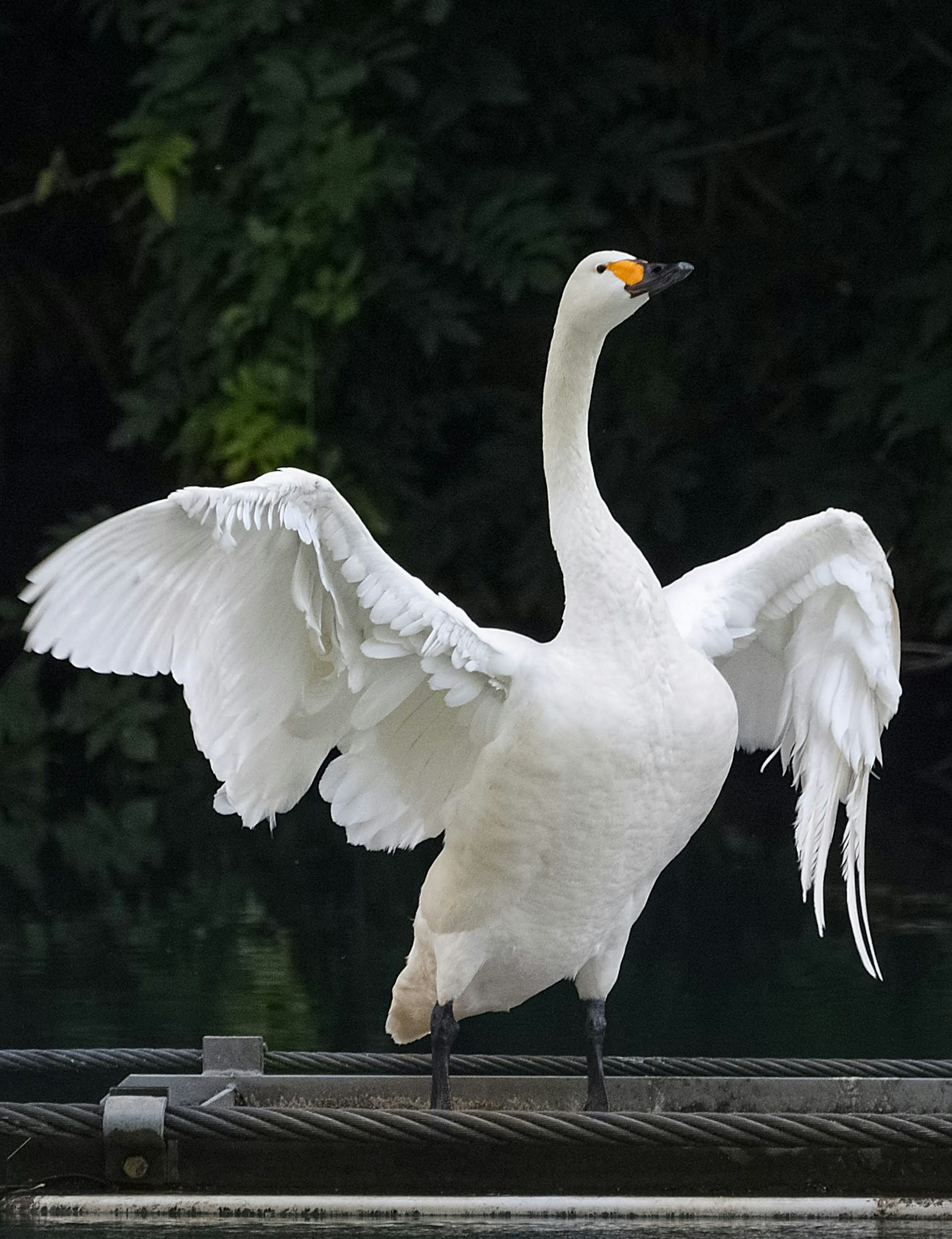 白い白鳥が羽を広げている姿