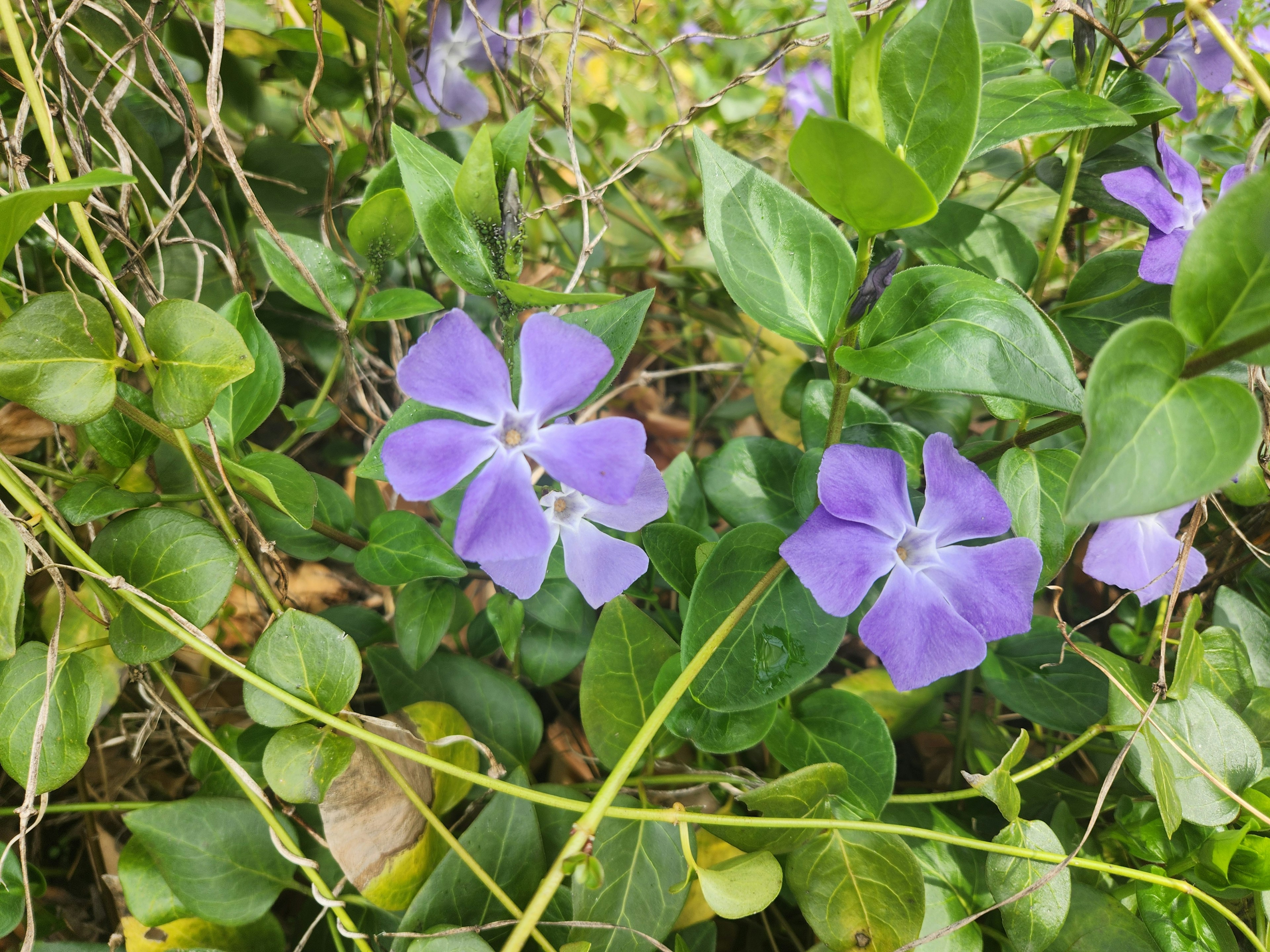 Gros plan sur des fleurs violettes et des feuilles vertes d'une plante