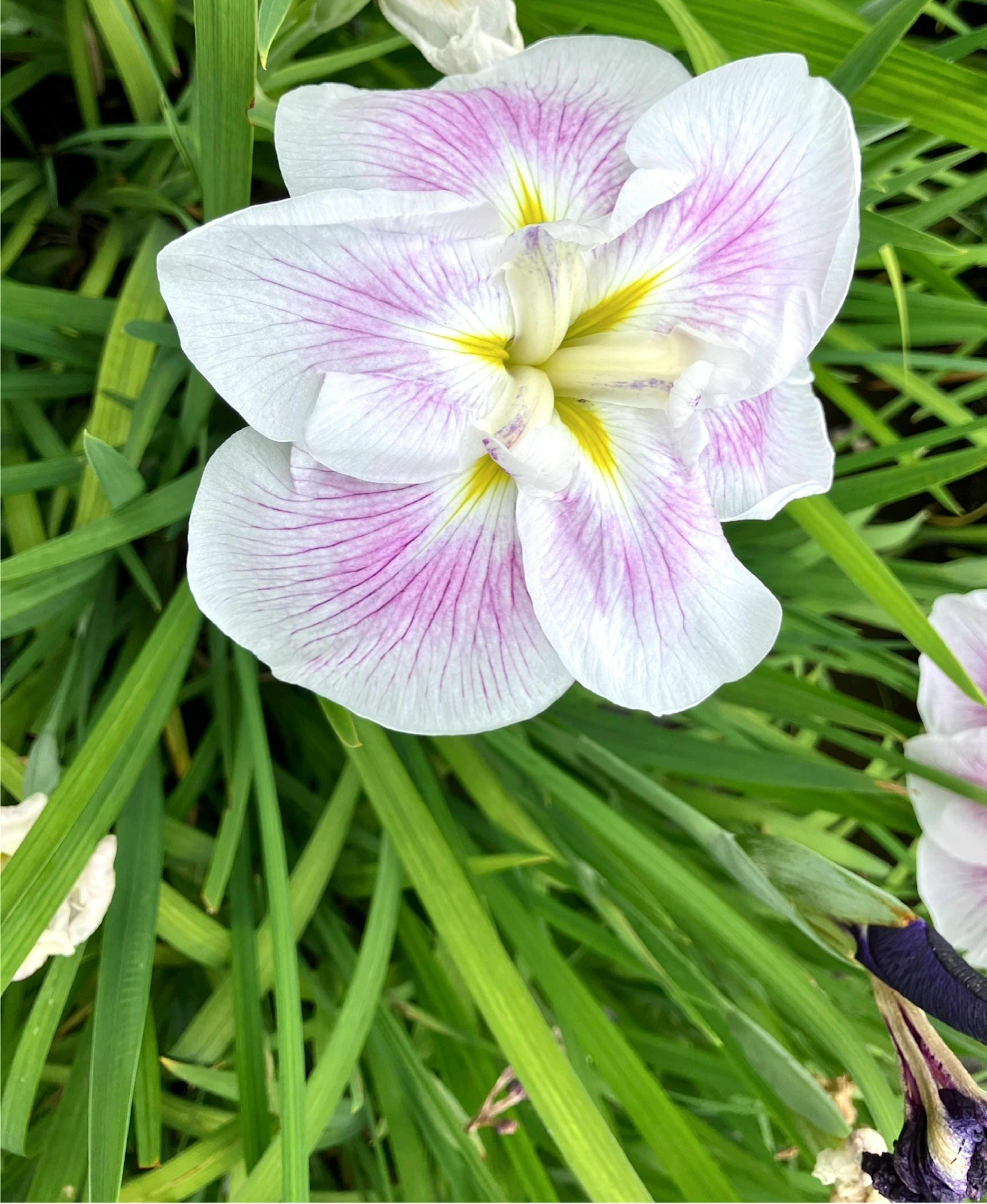 白い花びらに淡い紫の筋があり中心は黄色の美しい花