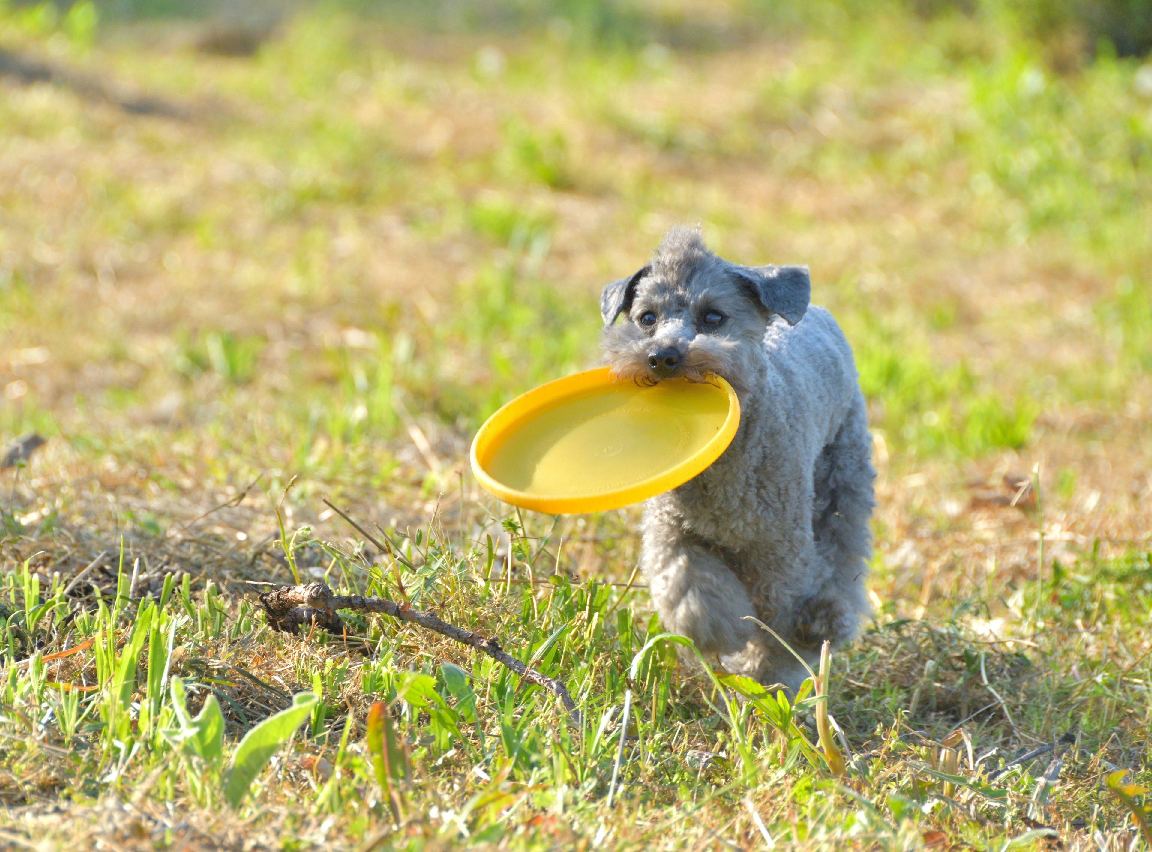 Kleiner Hund läuft mit einem gelben Frisbee im Mund