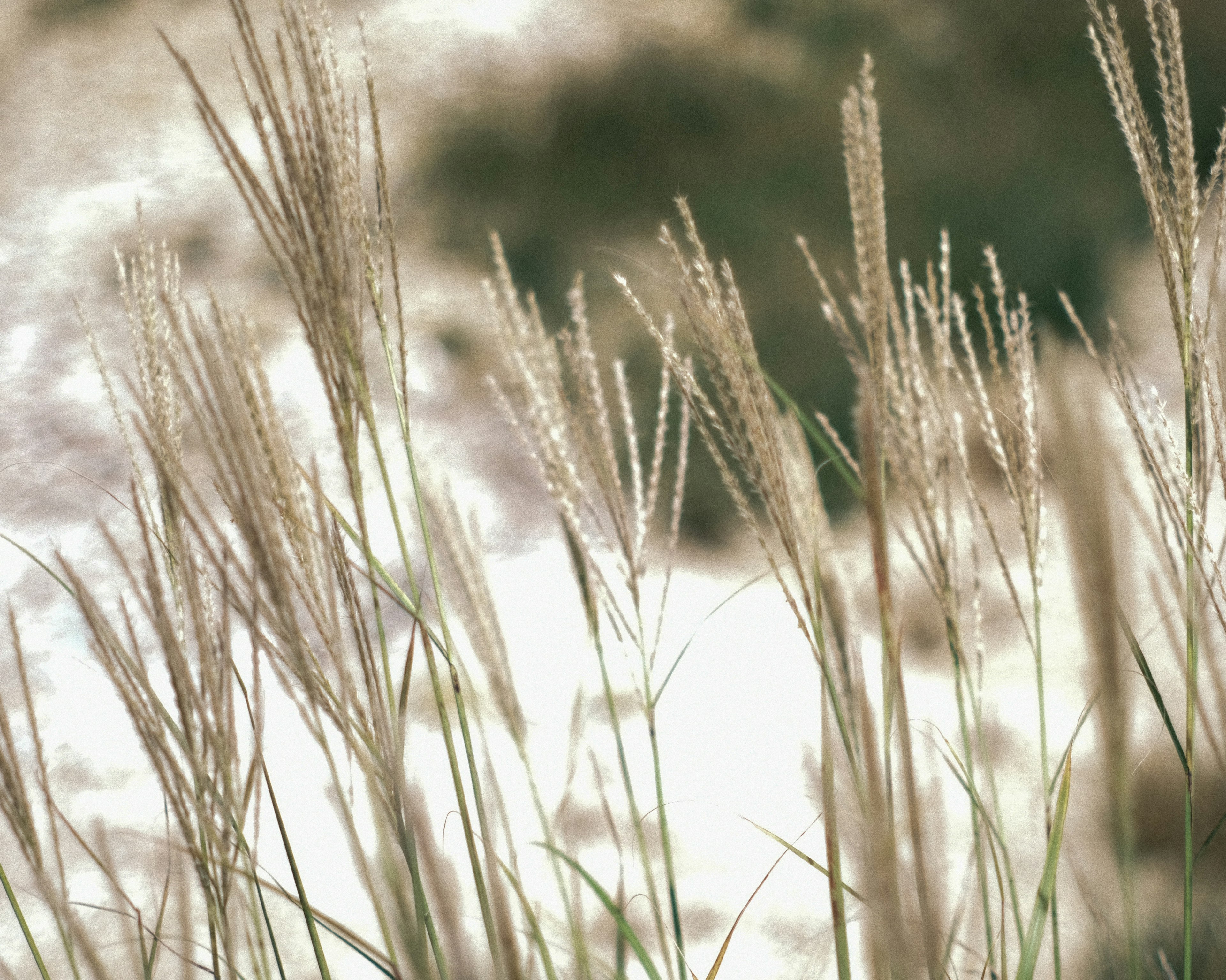 Herbes sauvages de couleur douce se balançant doucement dans la lumière