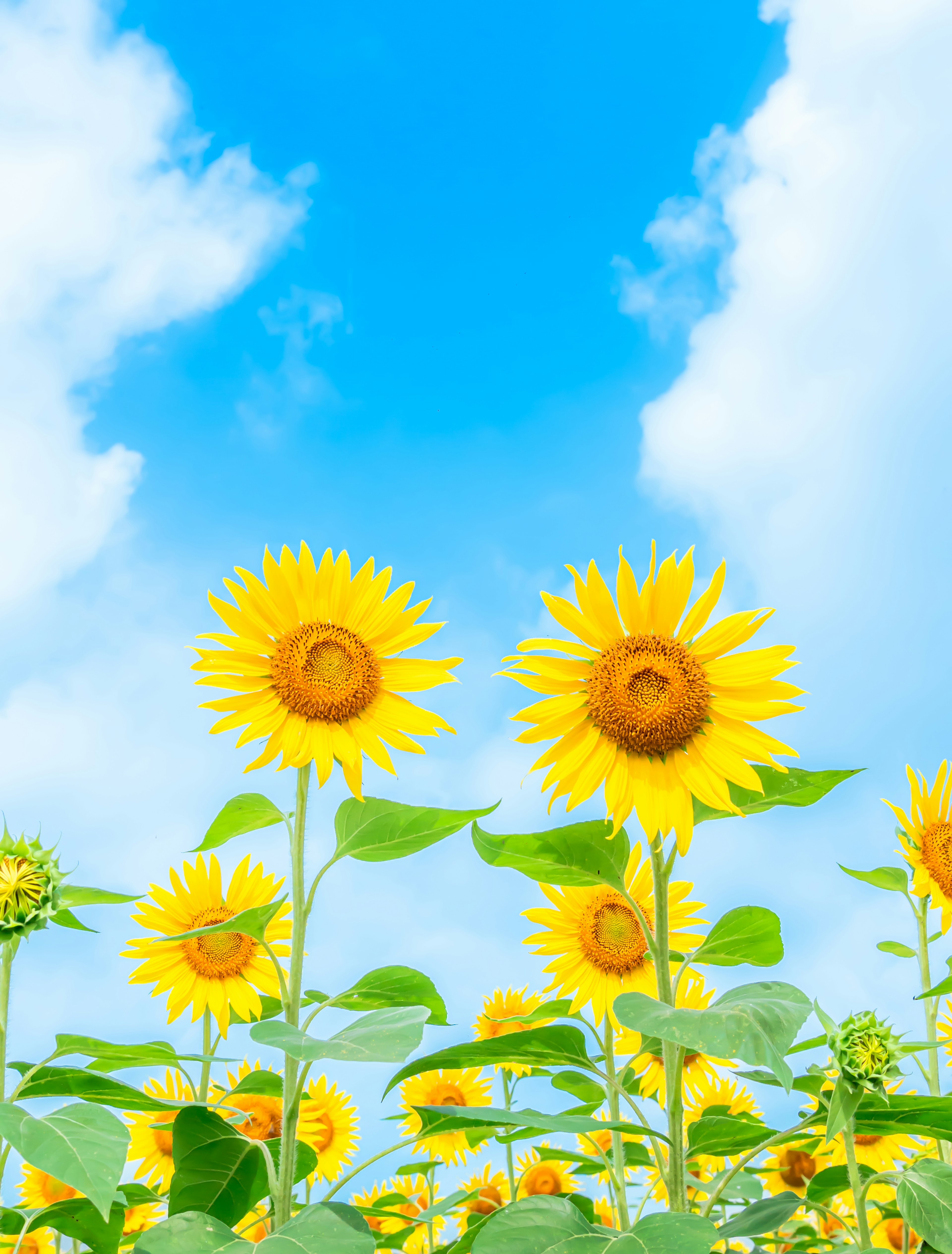 Sunflower field under a blue sky with fluffy white clouds