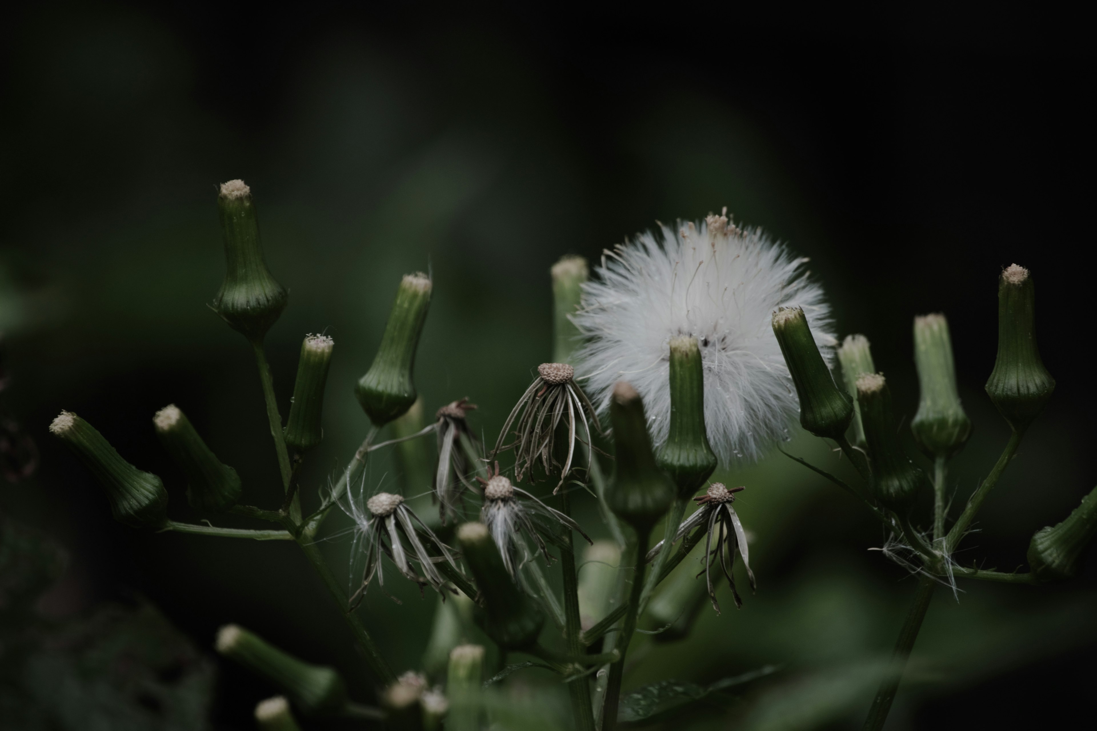 白いフワフワの花が緑の茎の間に咲いている