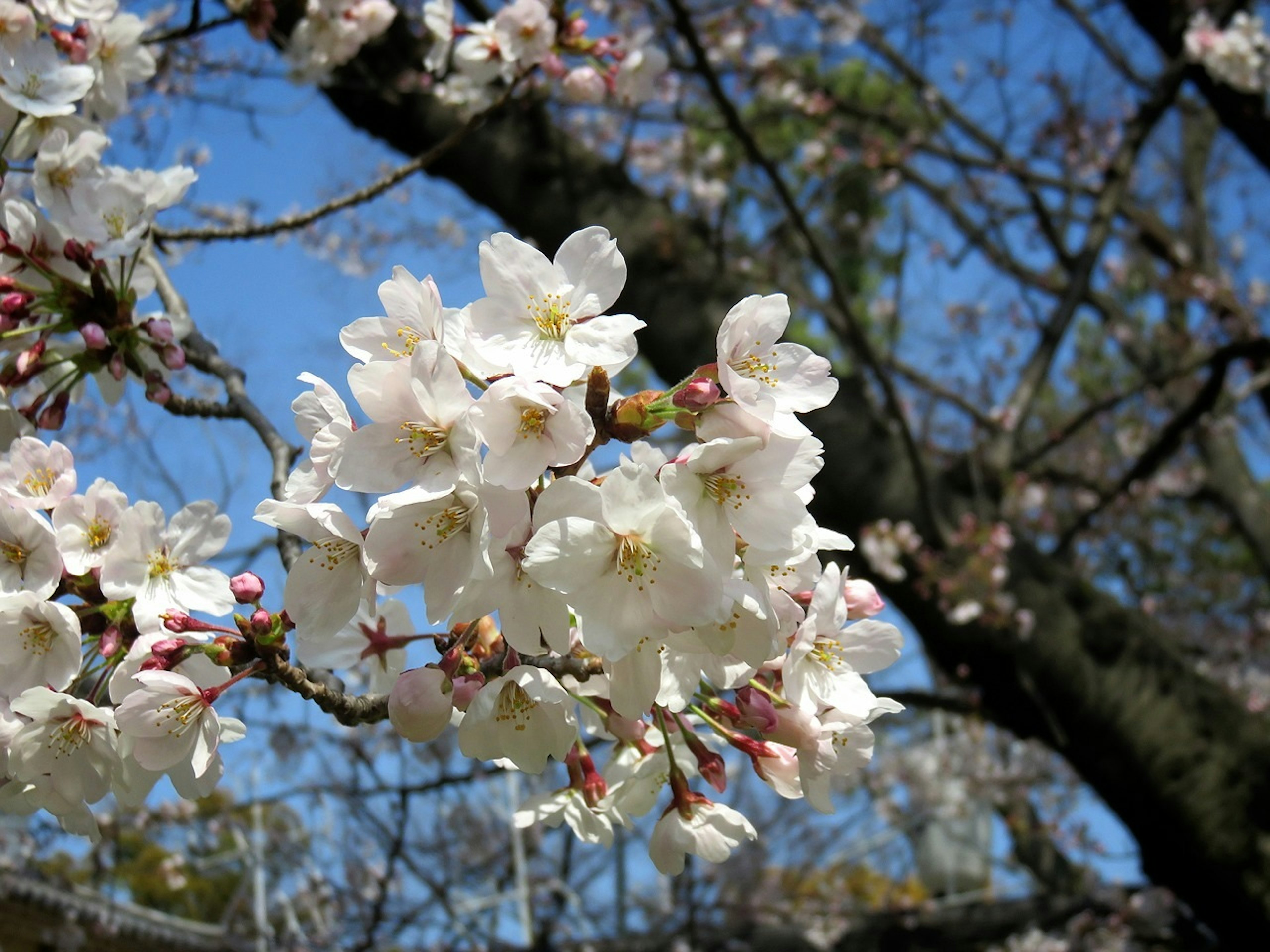 Close-up of cherry blossom flowers on a branch against a blue sky