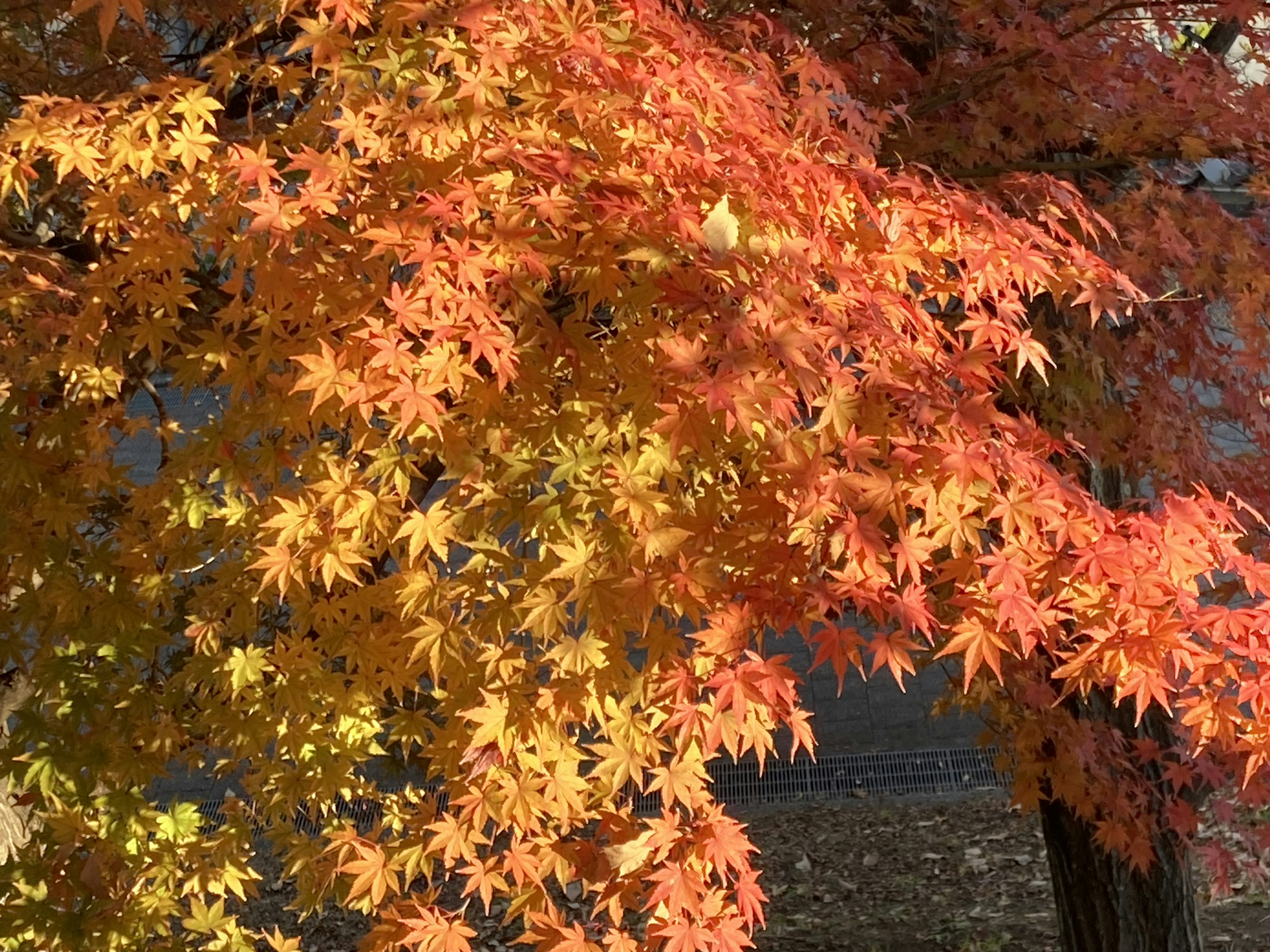 Feuilles d'automne vibrantes orange et jaunes sur une branche d'arbre