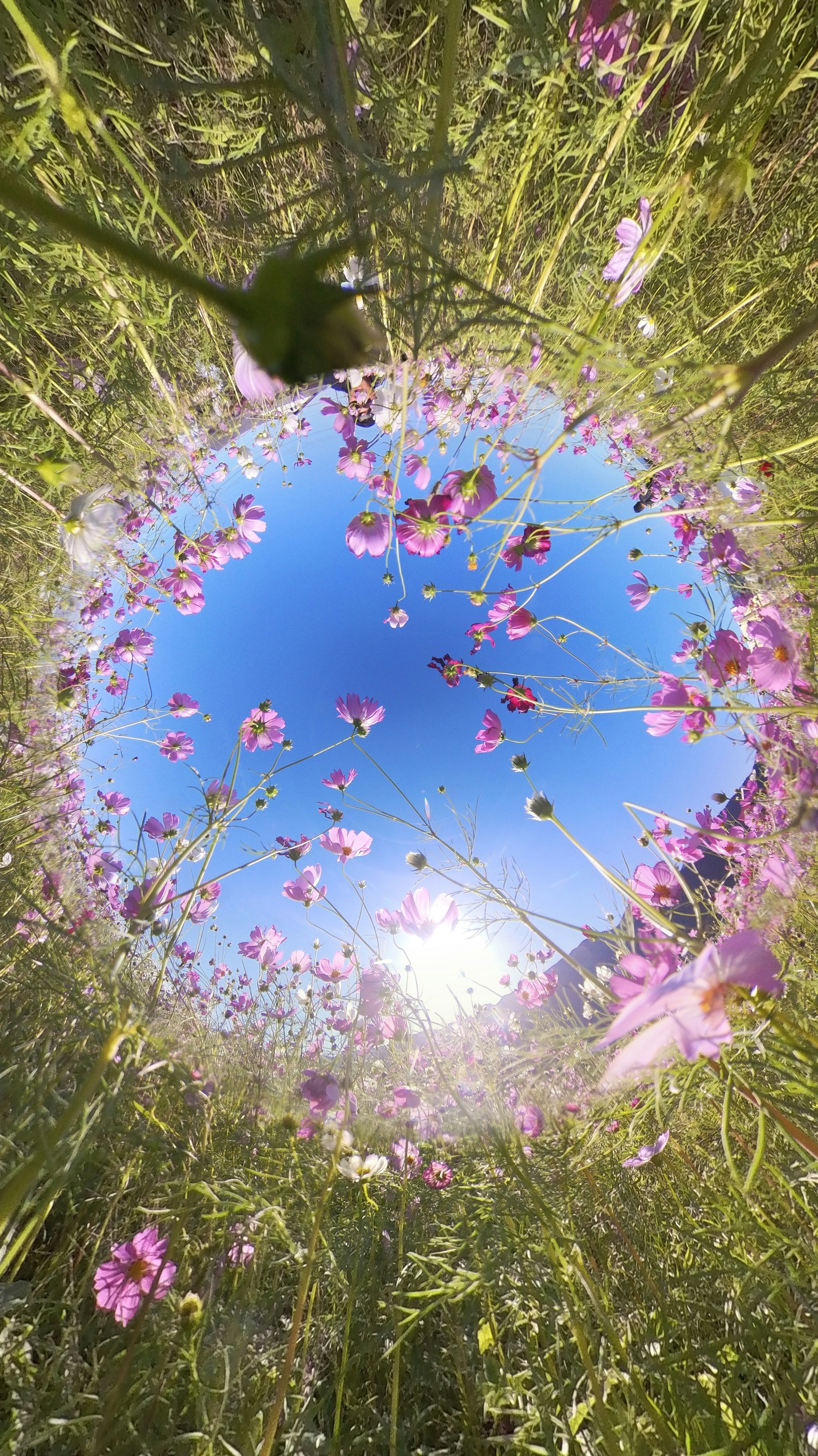 青空と太陽を背景にした花々の円形の景色