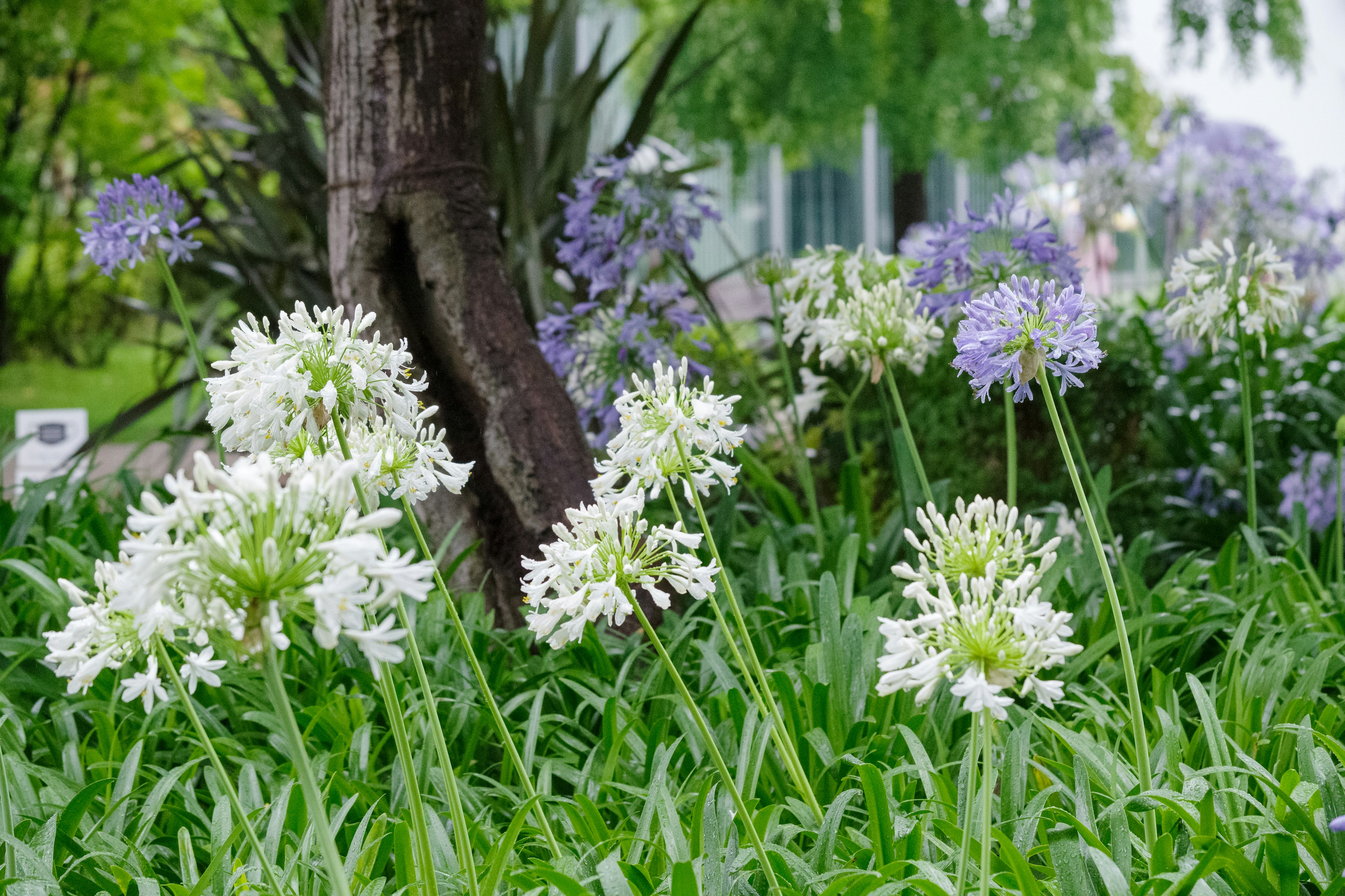 Un jardin vibrant avec des groupes de fleurs blanches et violettes