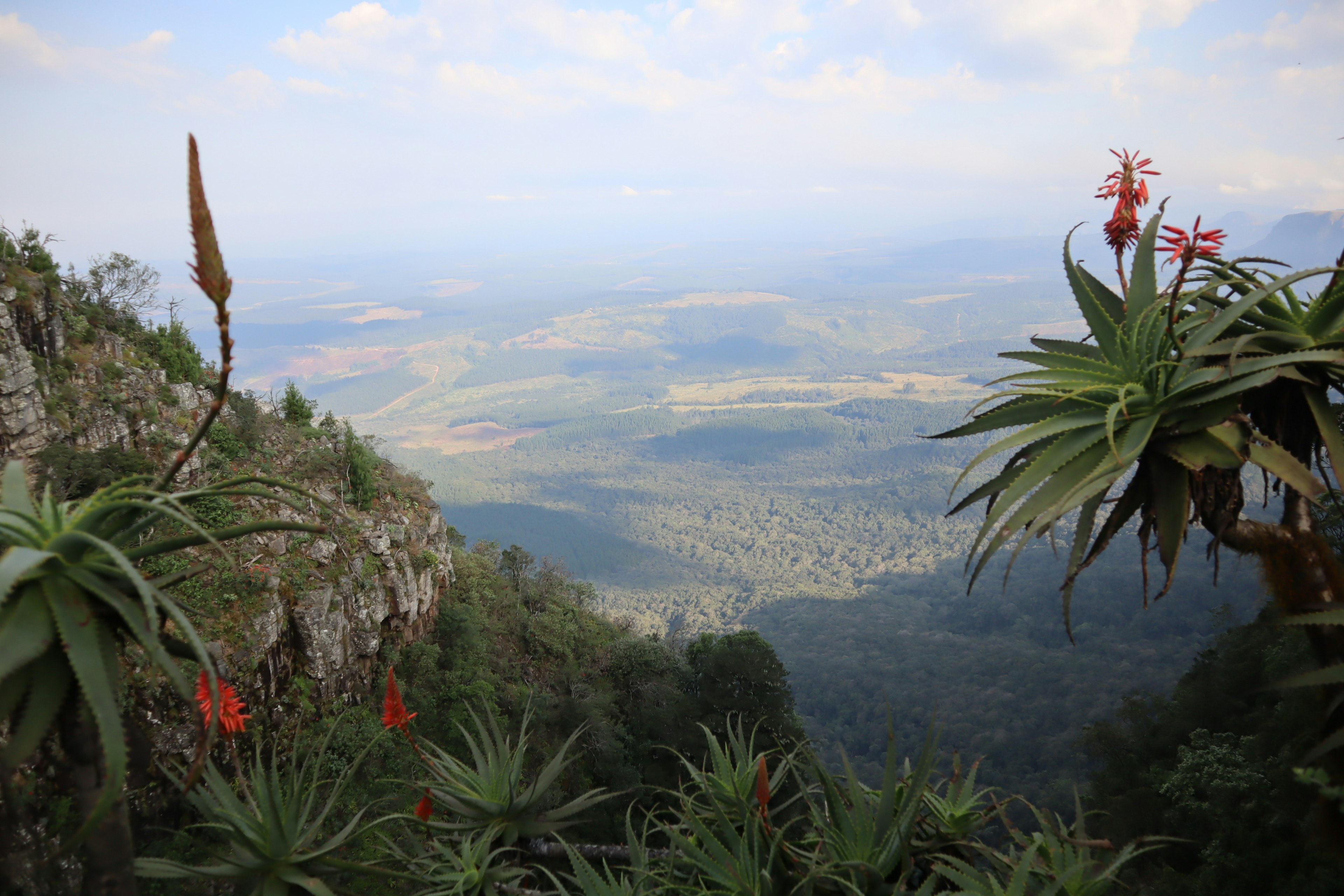 Panoramablick auf Berge mit blühenden Pflanzen und üppigem Grün