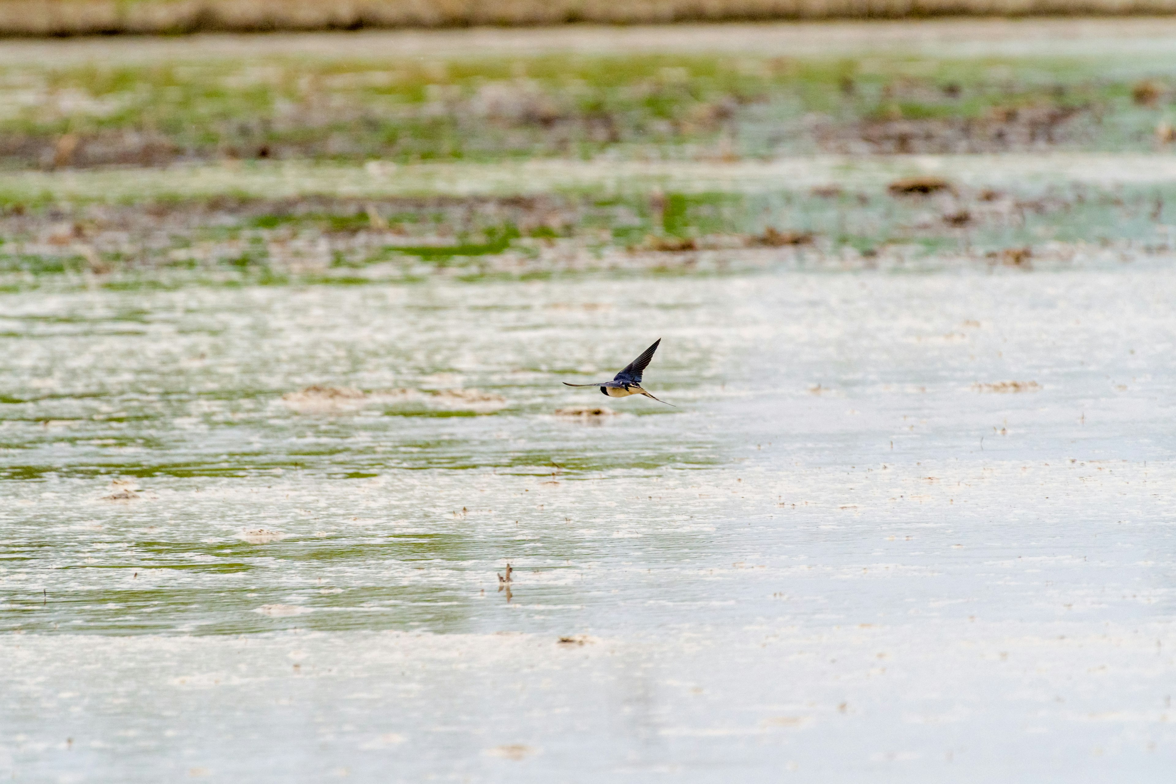 A serene pond scene with a fish fin protruding from the water's surface