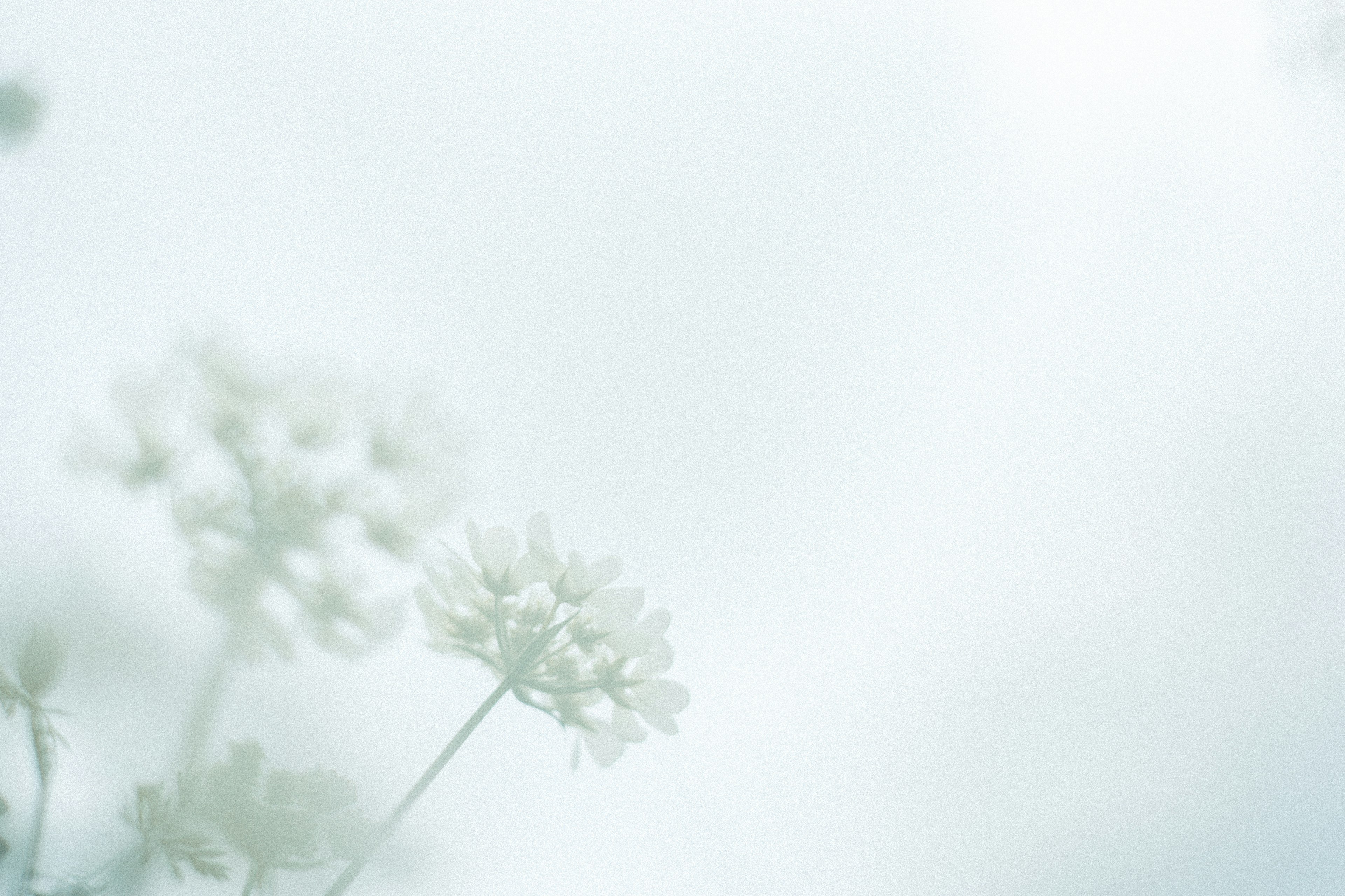 Soft image of white flowers against a pale background