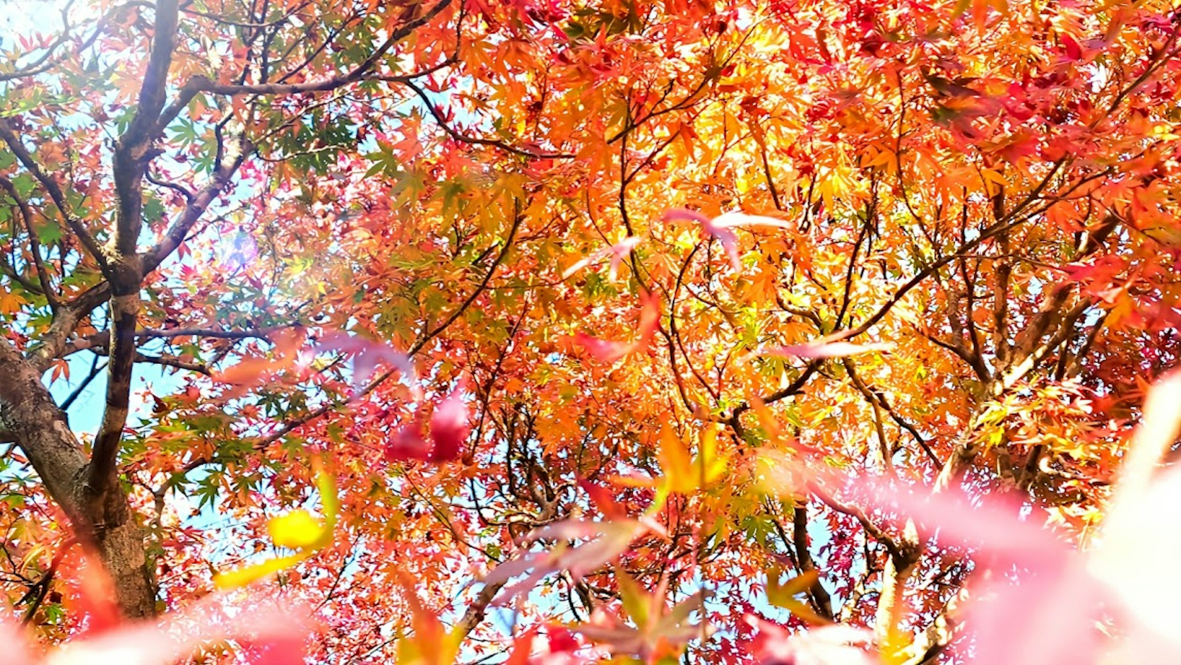 鮮やかな紅葉の木々が青空の下で色づいている