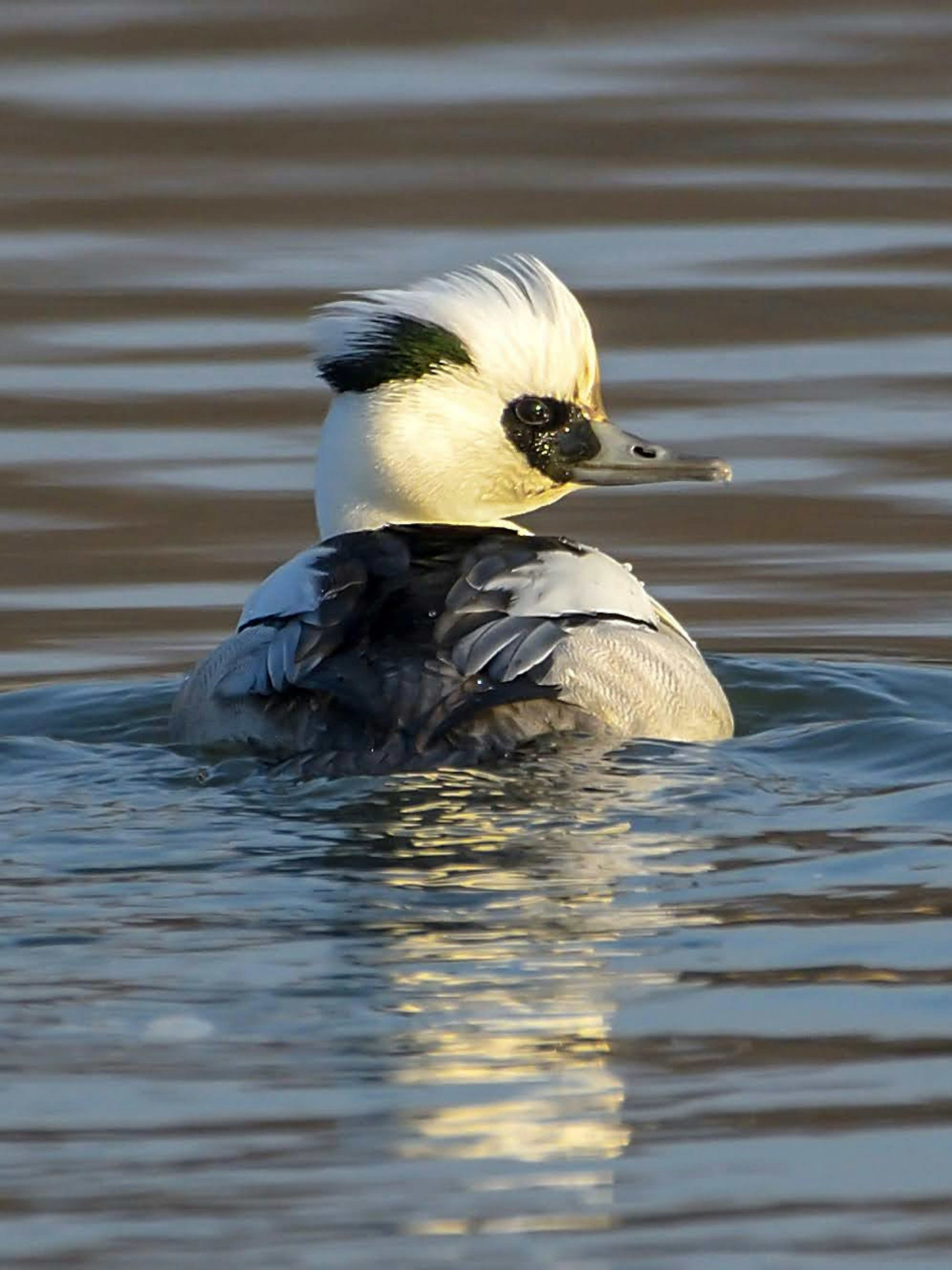 Eine Ente mit weißem Kopf, die im Wasser schwimmt