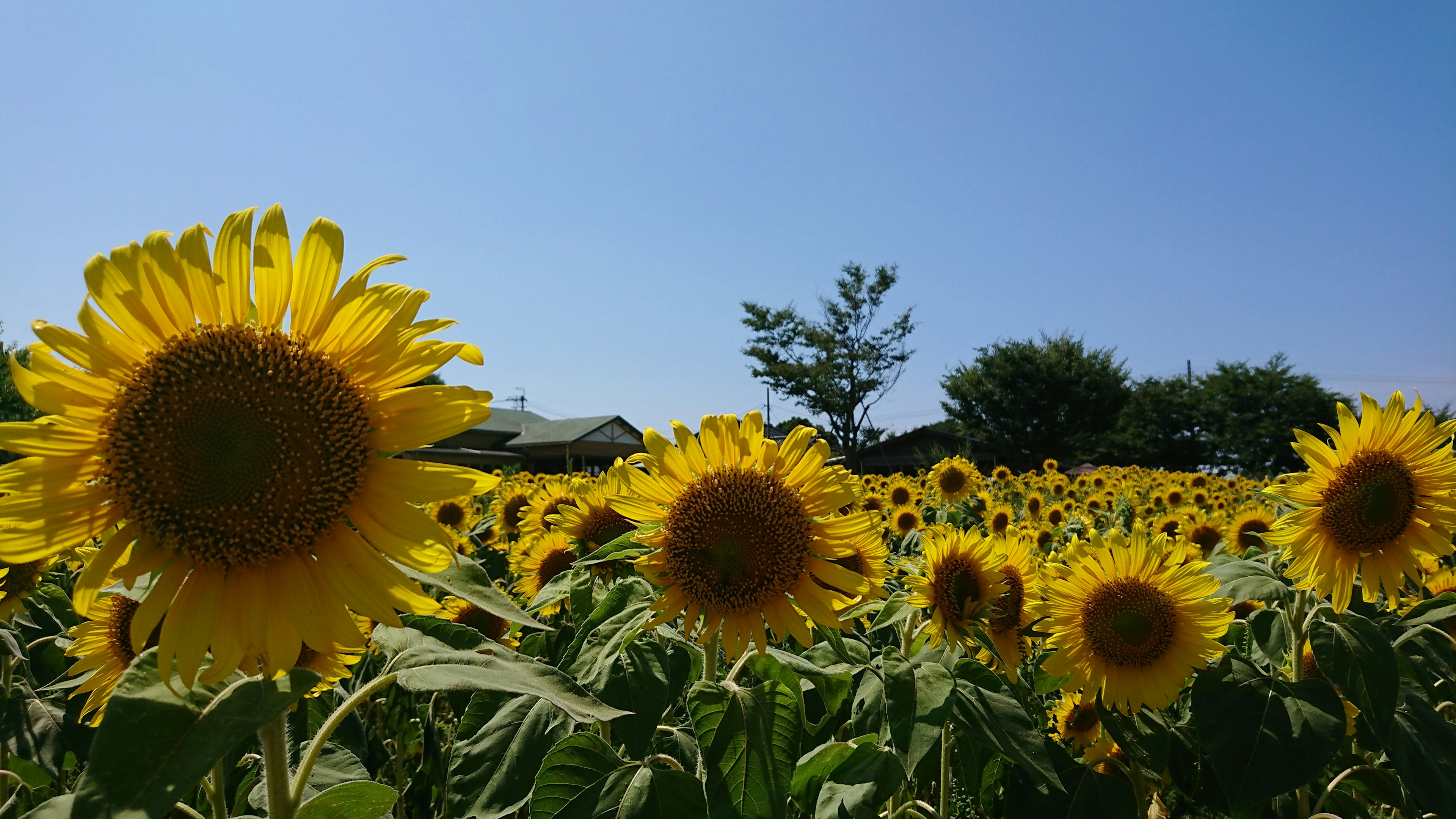 Campo de girasoles bajo un cielo azul claro