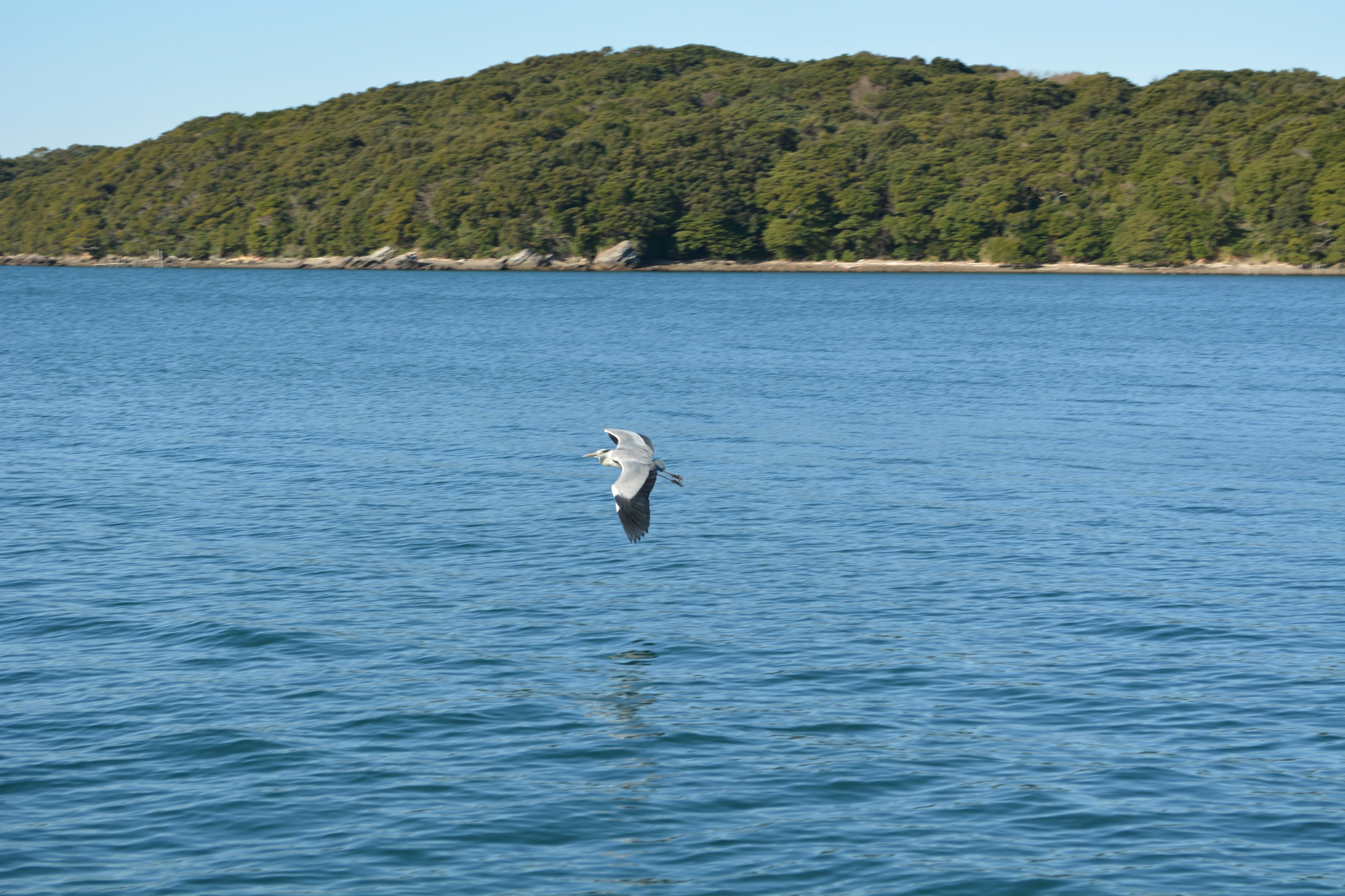 A white bird flying over blue water with green hills in the background