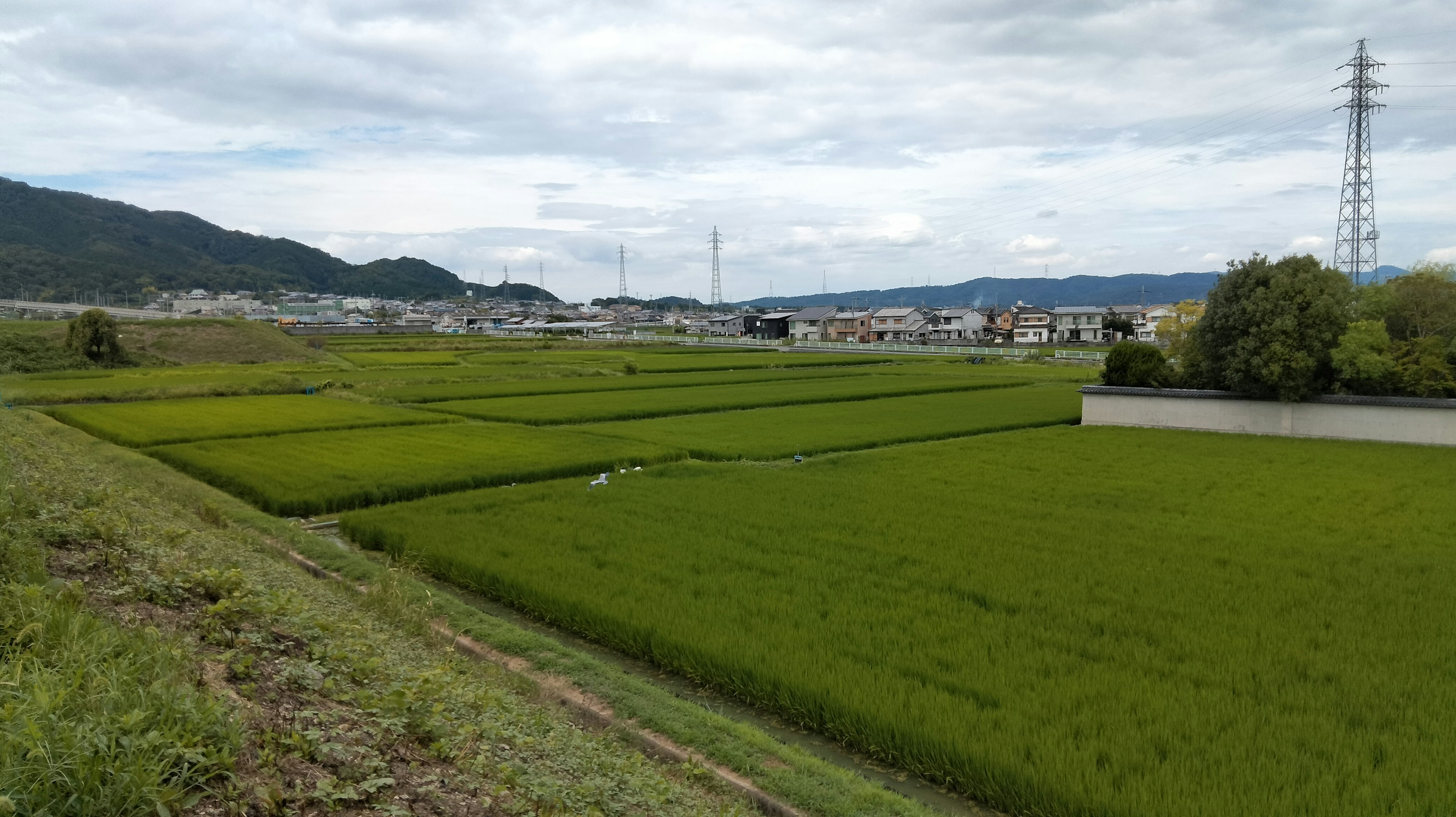 Lush green rice fields with distant mountains and a cloudy sky