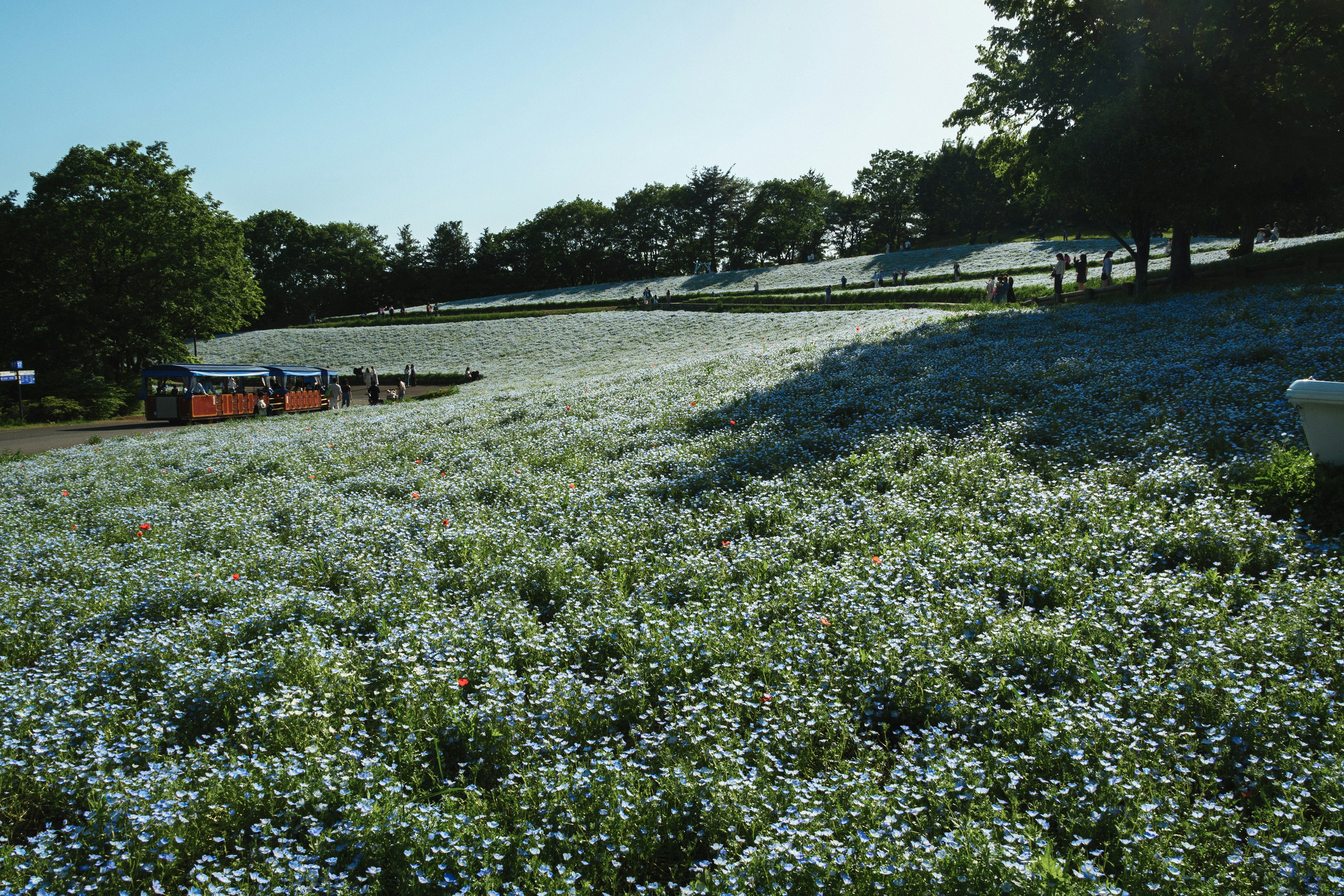 A landscape featuring a field of blue flowers and trees on a hill