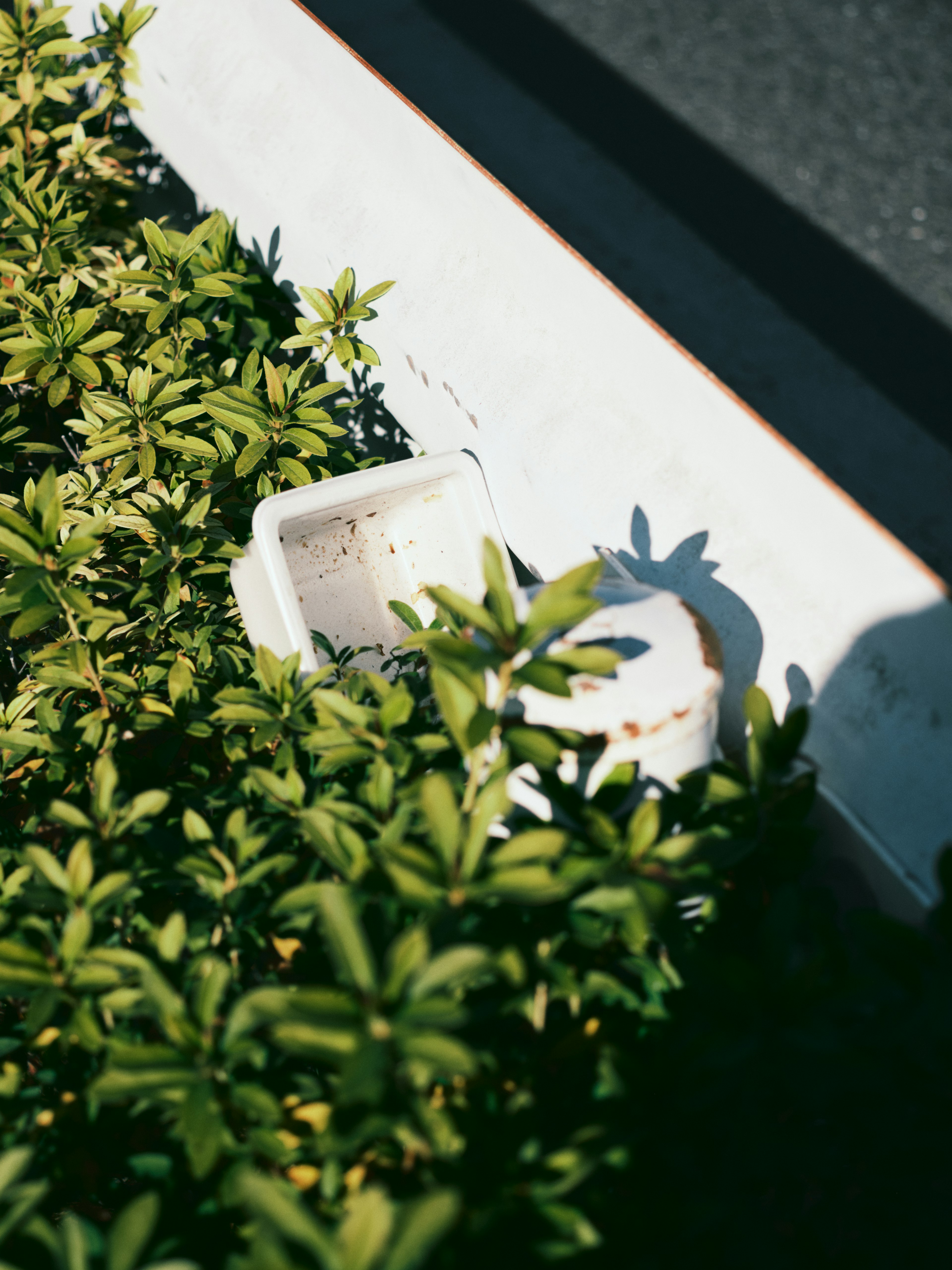 Scena all'aperto con un contenitore bianco parzialmente nascosto tra il fogliame verde