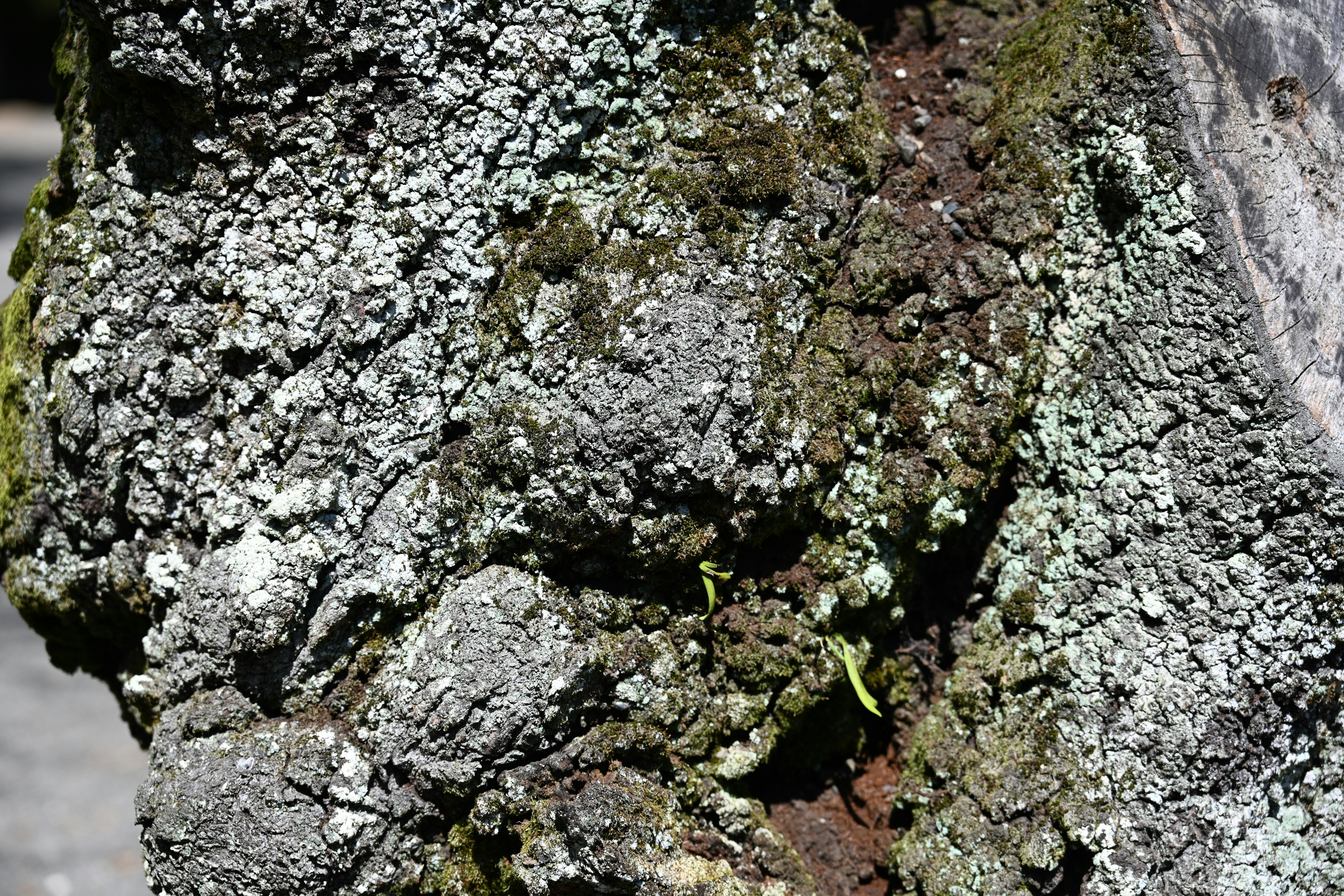 Detailed texture of moss and lichen on a tree trunk