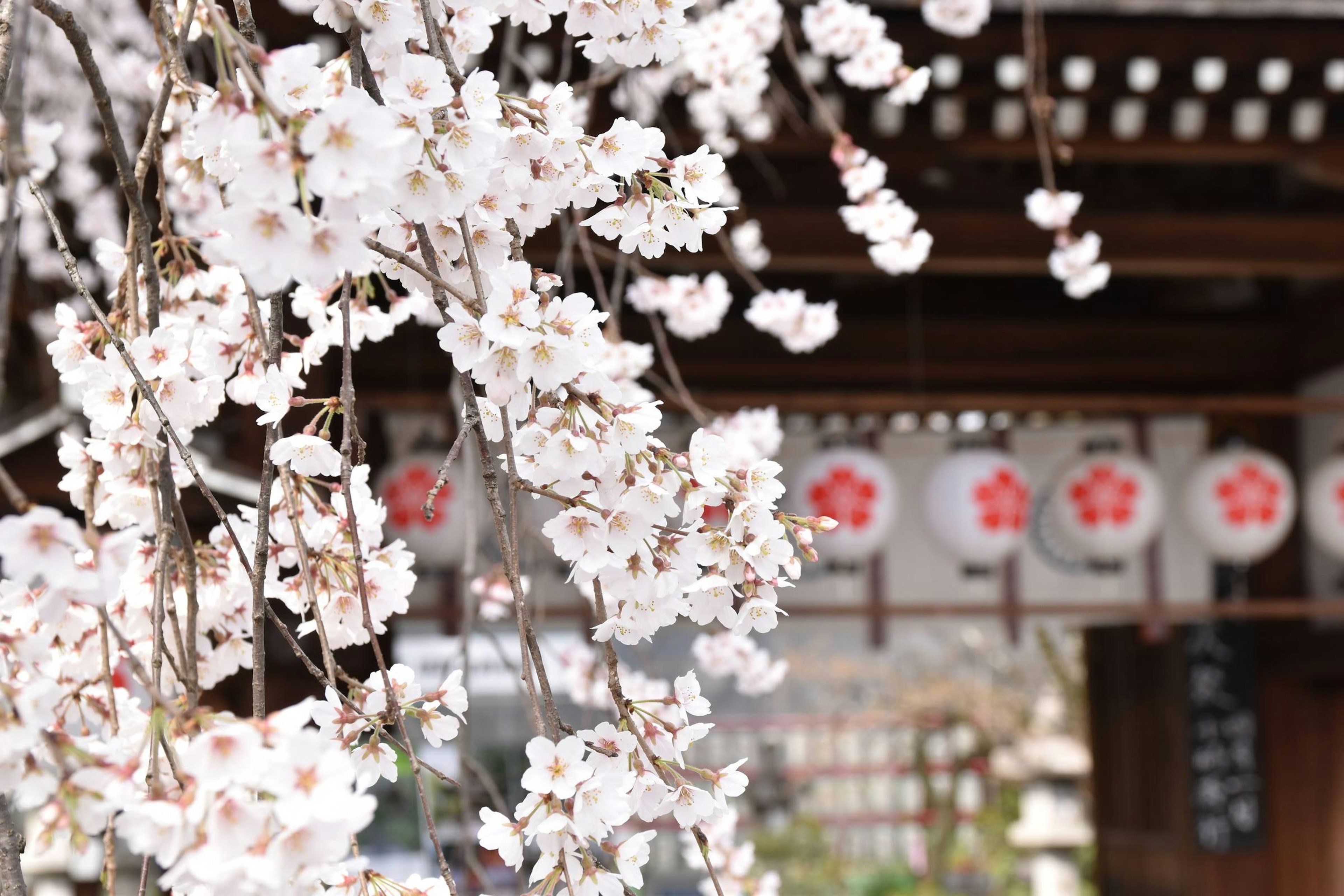 Cherry blossoms in bloom with lanterns in the background