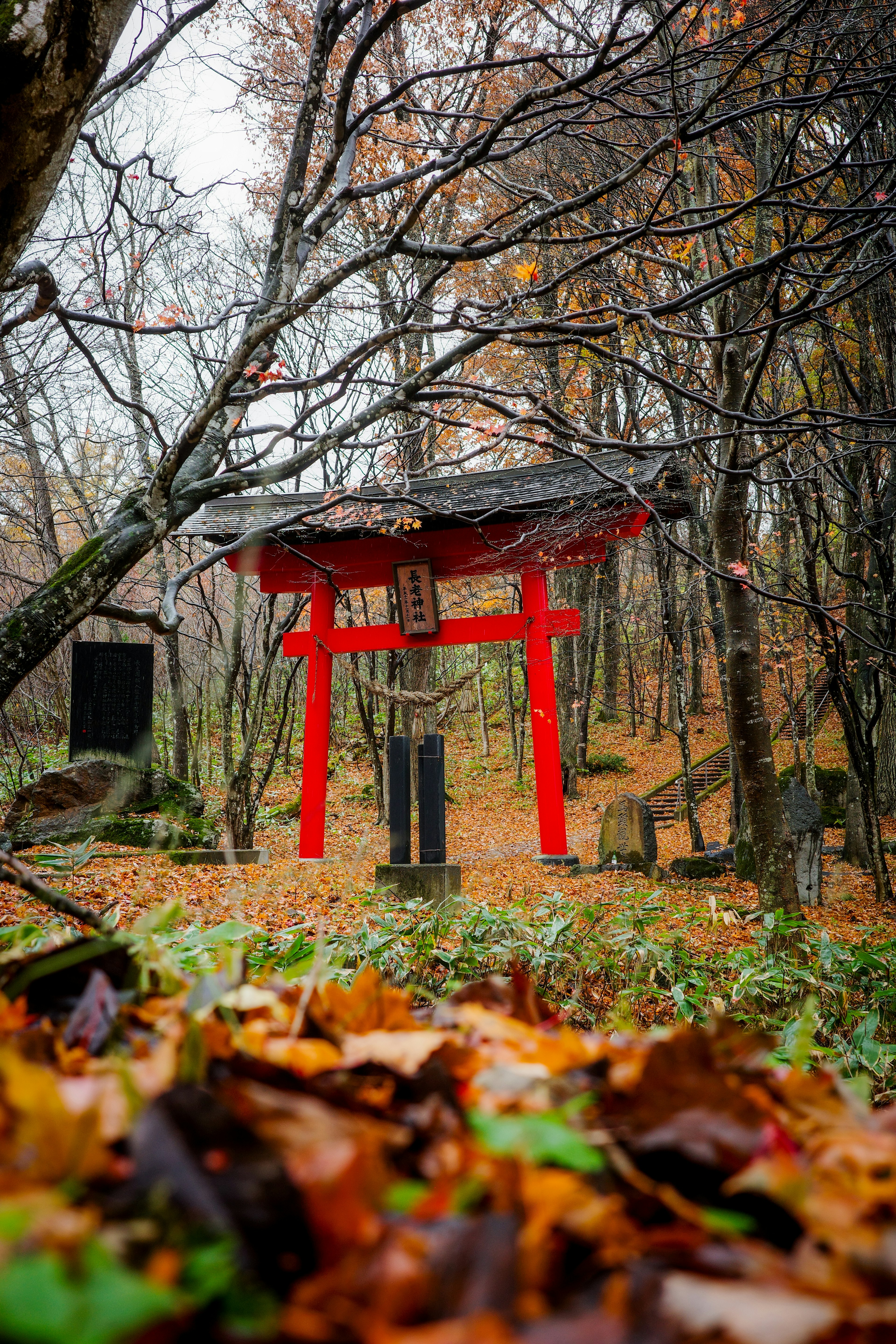 秋の風景に赤い鳥居と落ち葉が見える